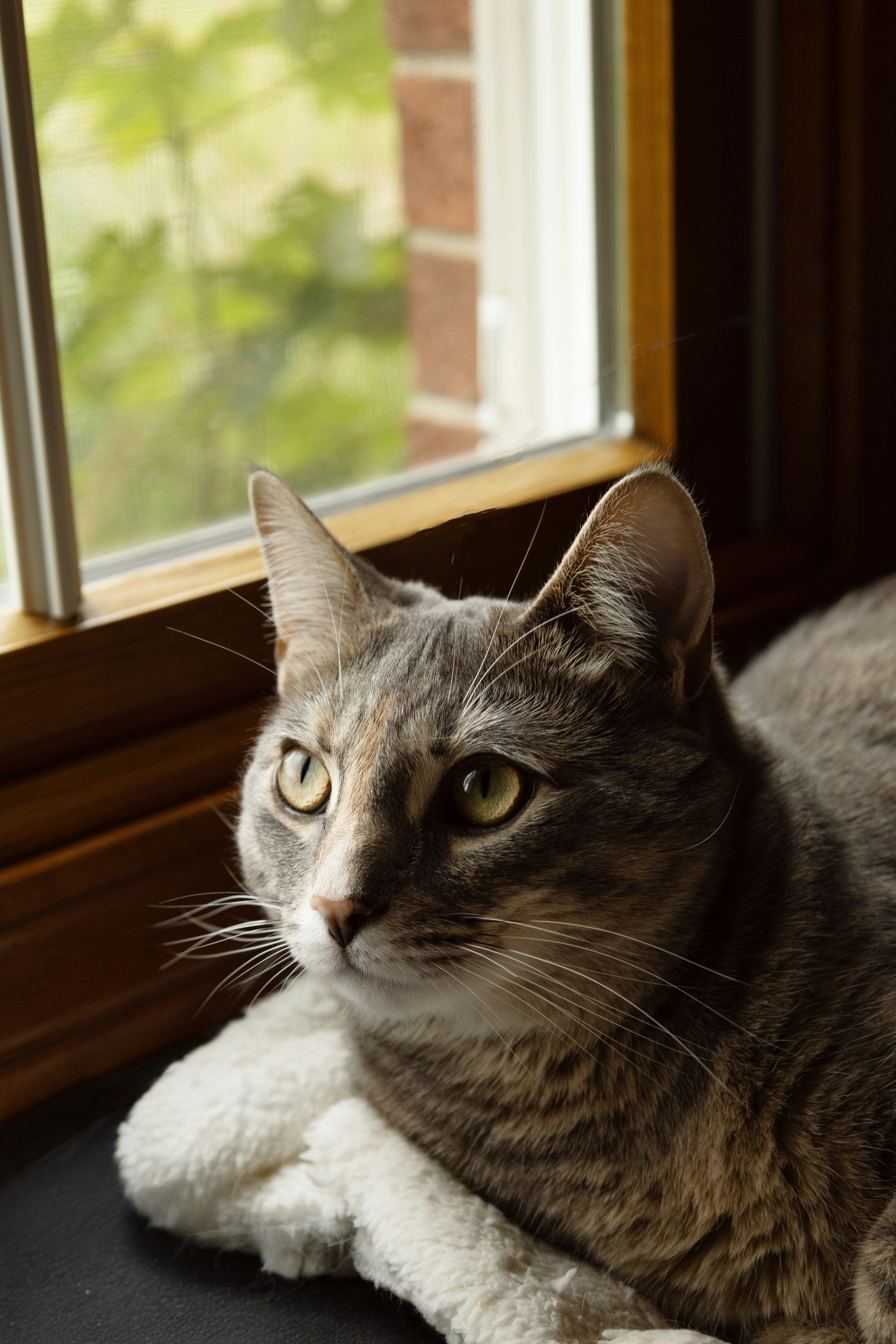 A gray cat gazes through the window.