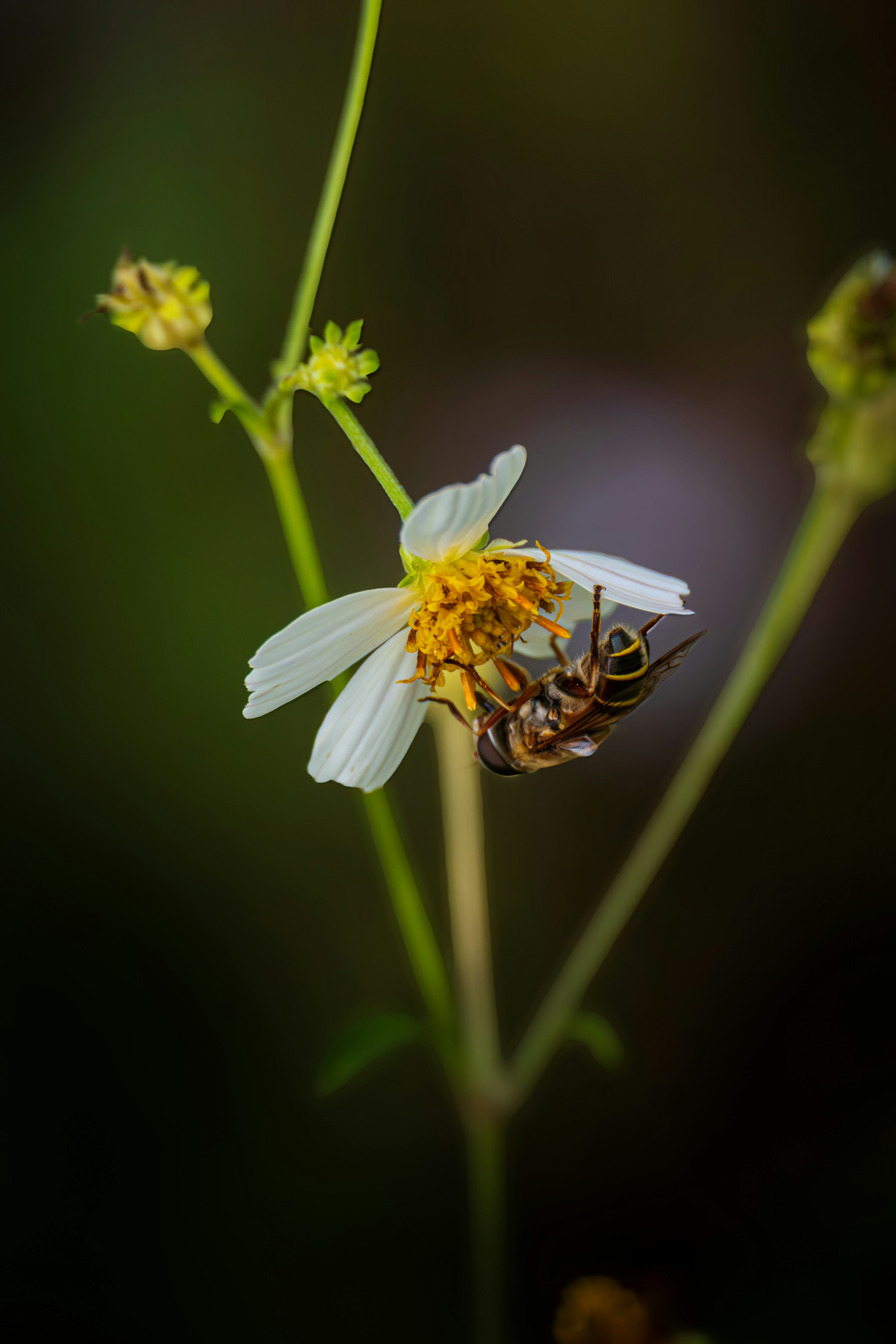 Photo by dkoplyk