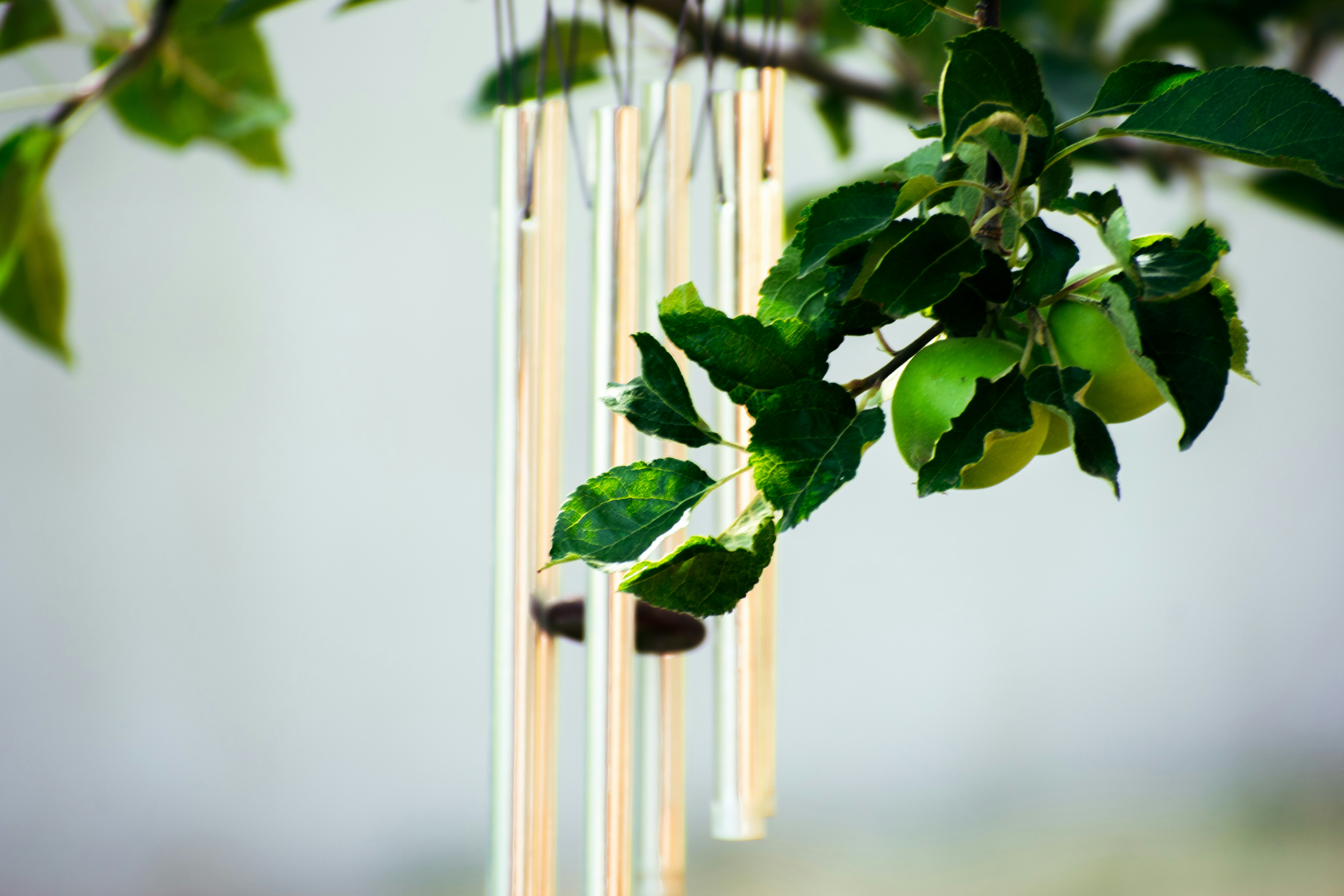Wind chimes hang near fresh apples on a branch.