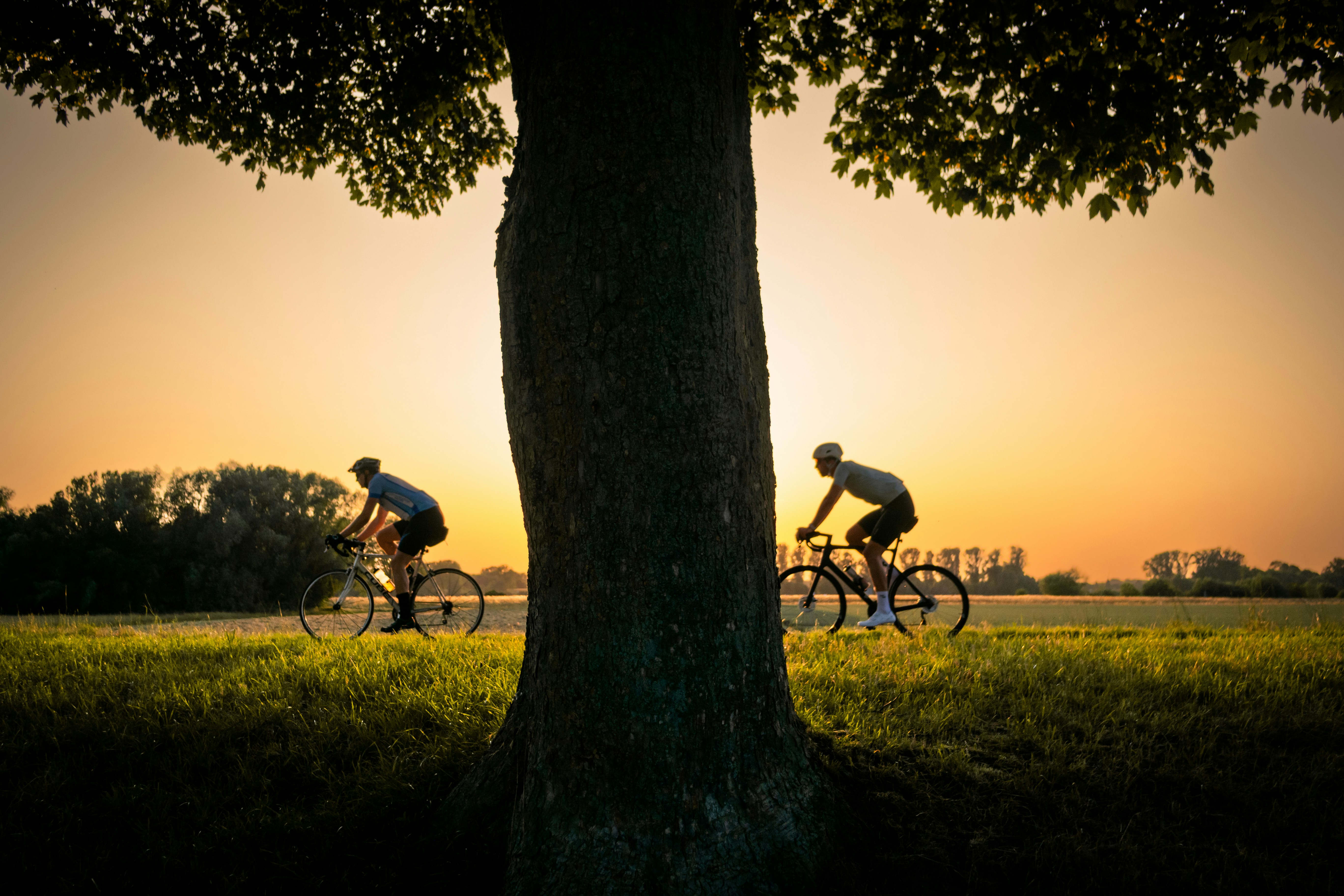 Cyclists ride into the sunset near a large tree.