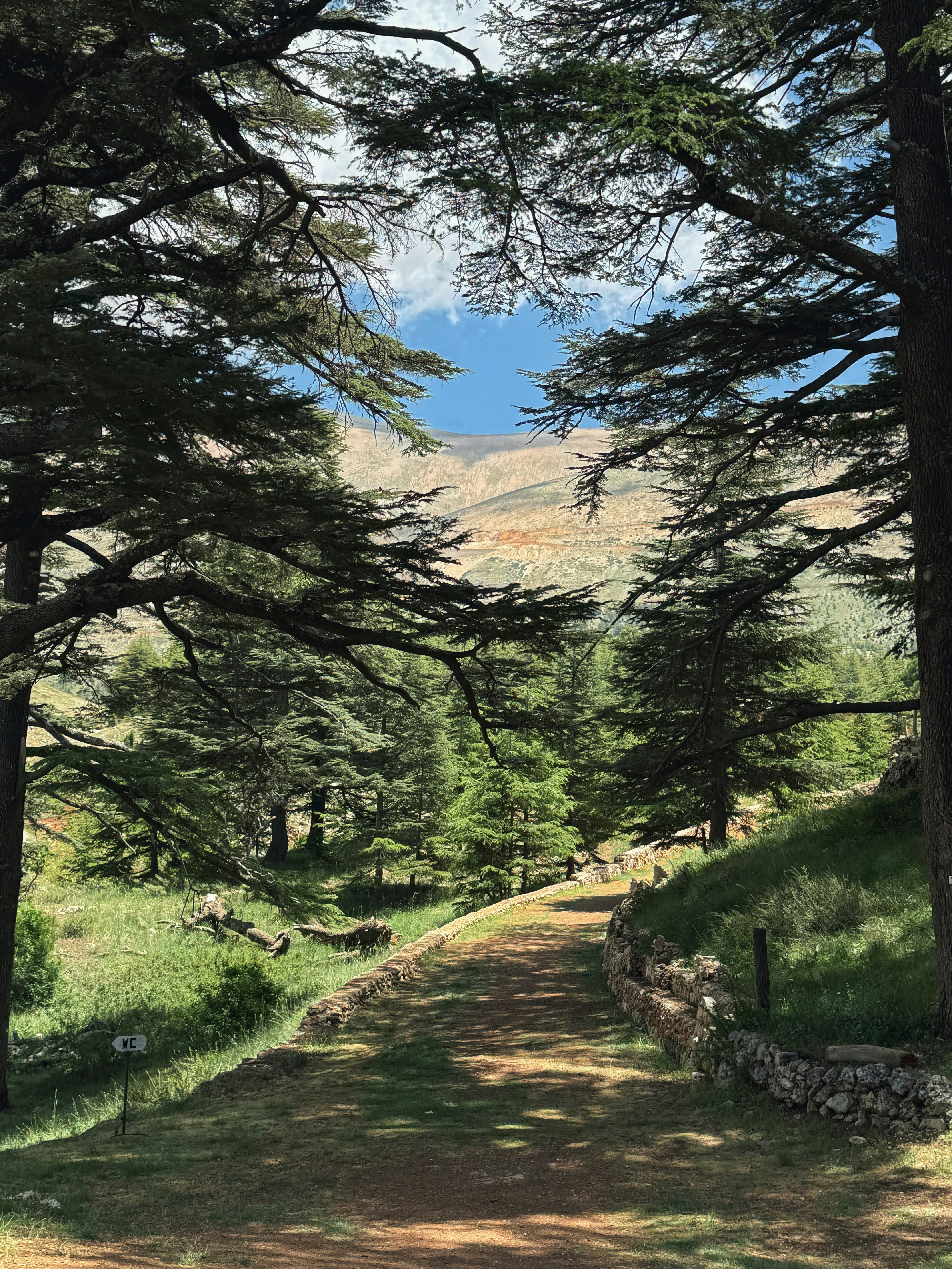 A path winding through a lush forest and mountains