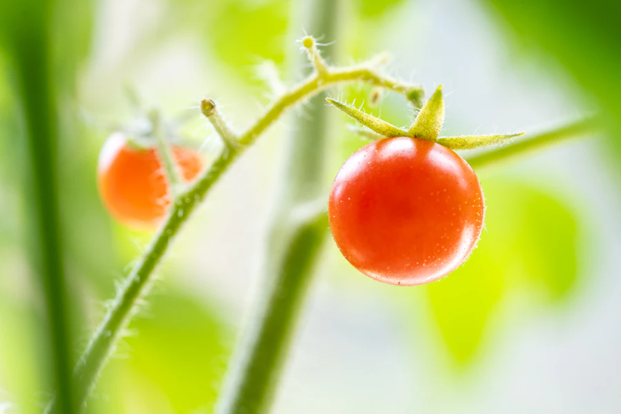 Ripe red cherry tomatoes on the vine