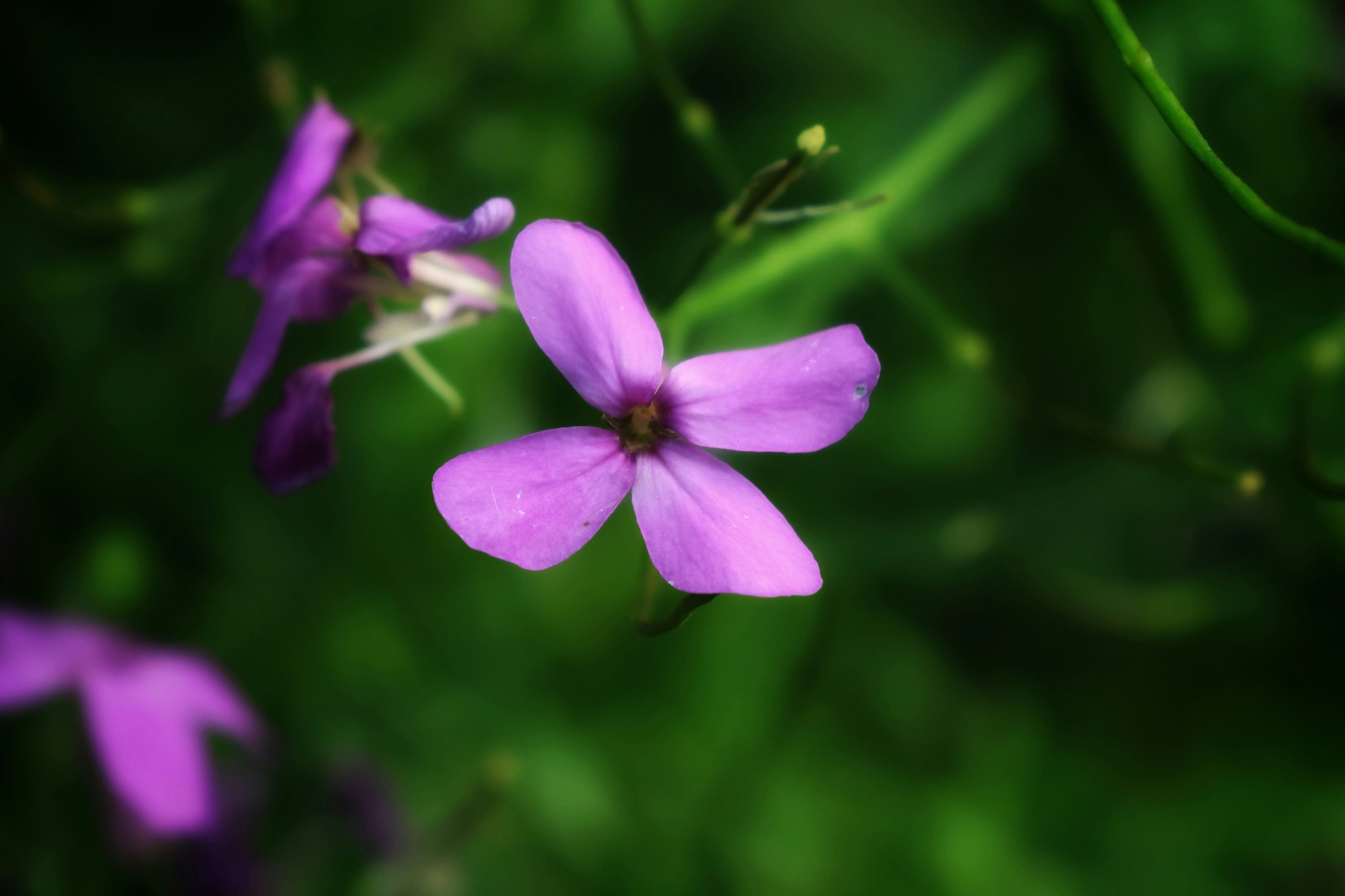 Photo by princeprajapati