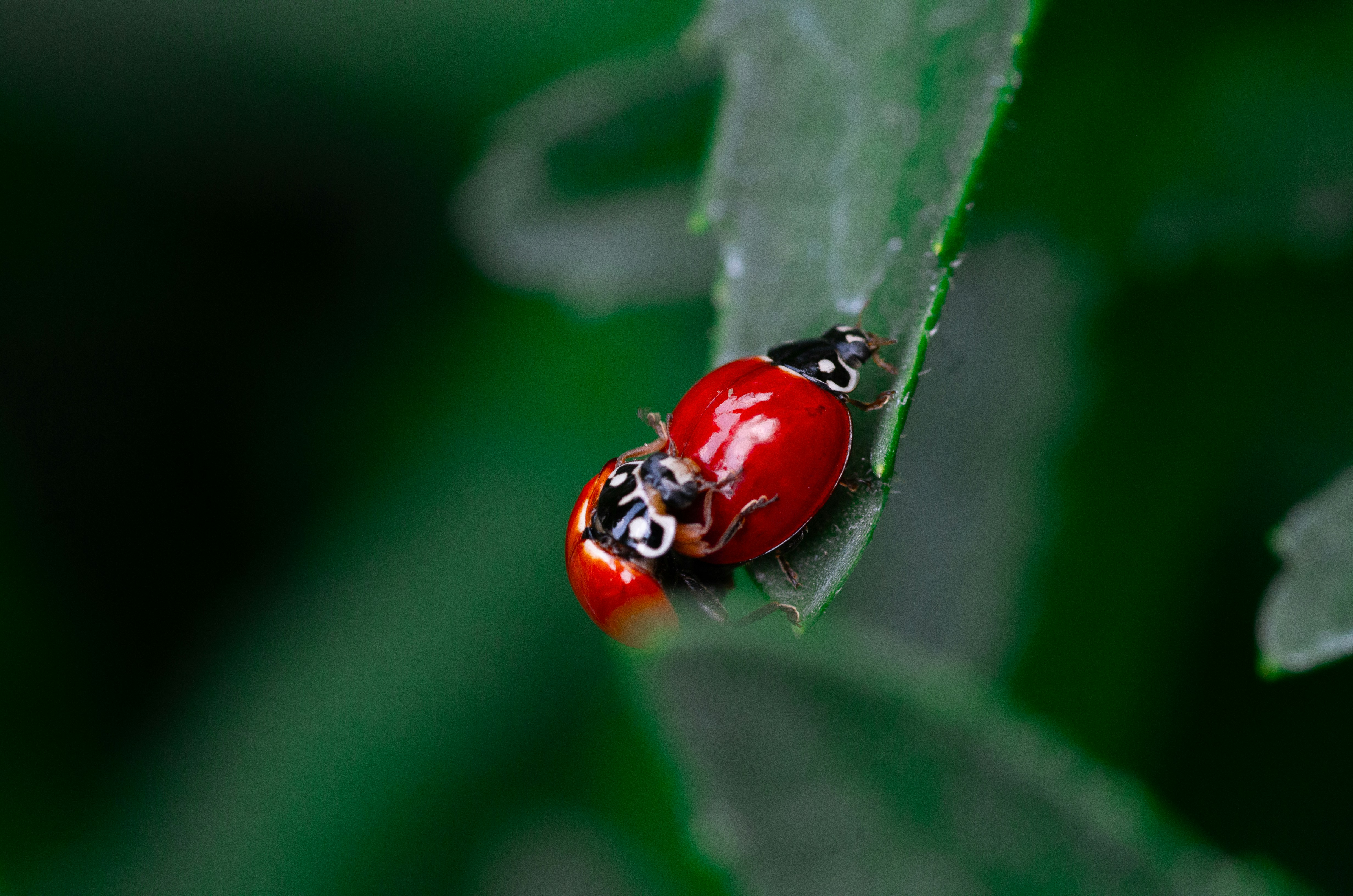 Two ladybugs are mating on a leaf.
