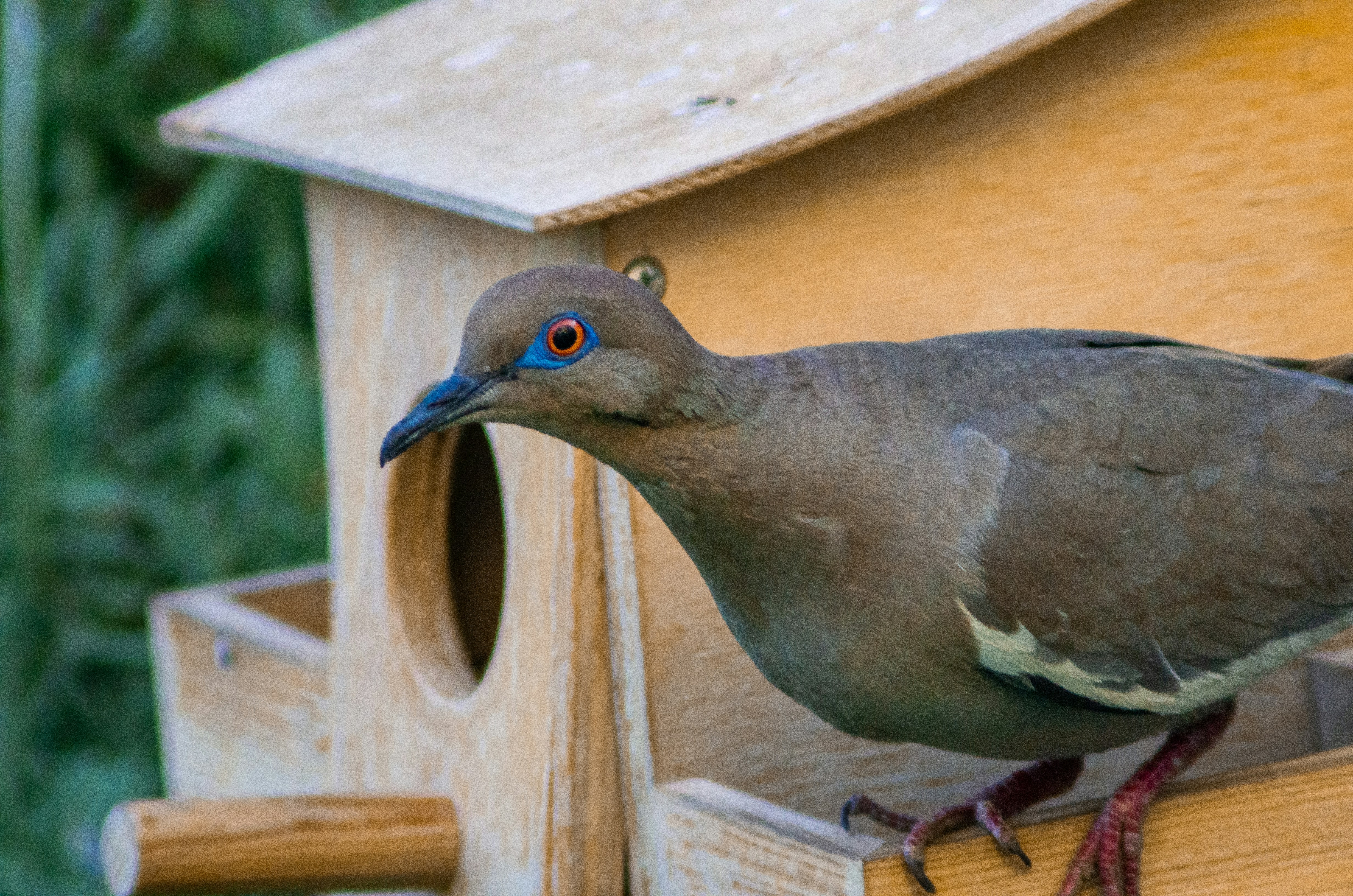 A bird perches near a wooden birdhouse.