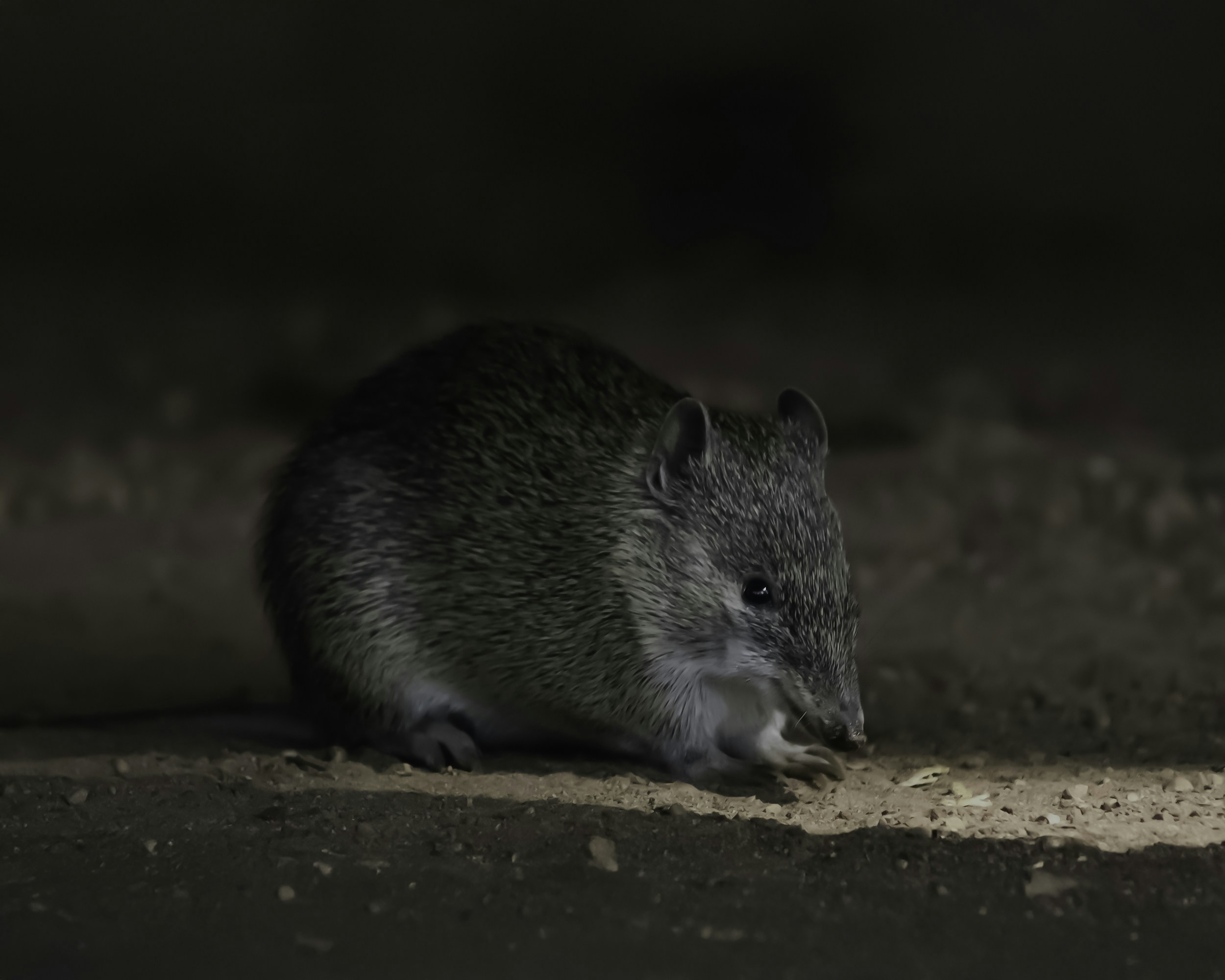 Northern Short-tailed Shrew