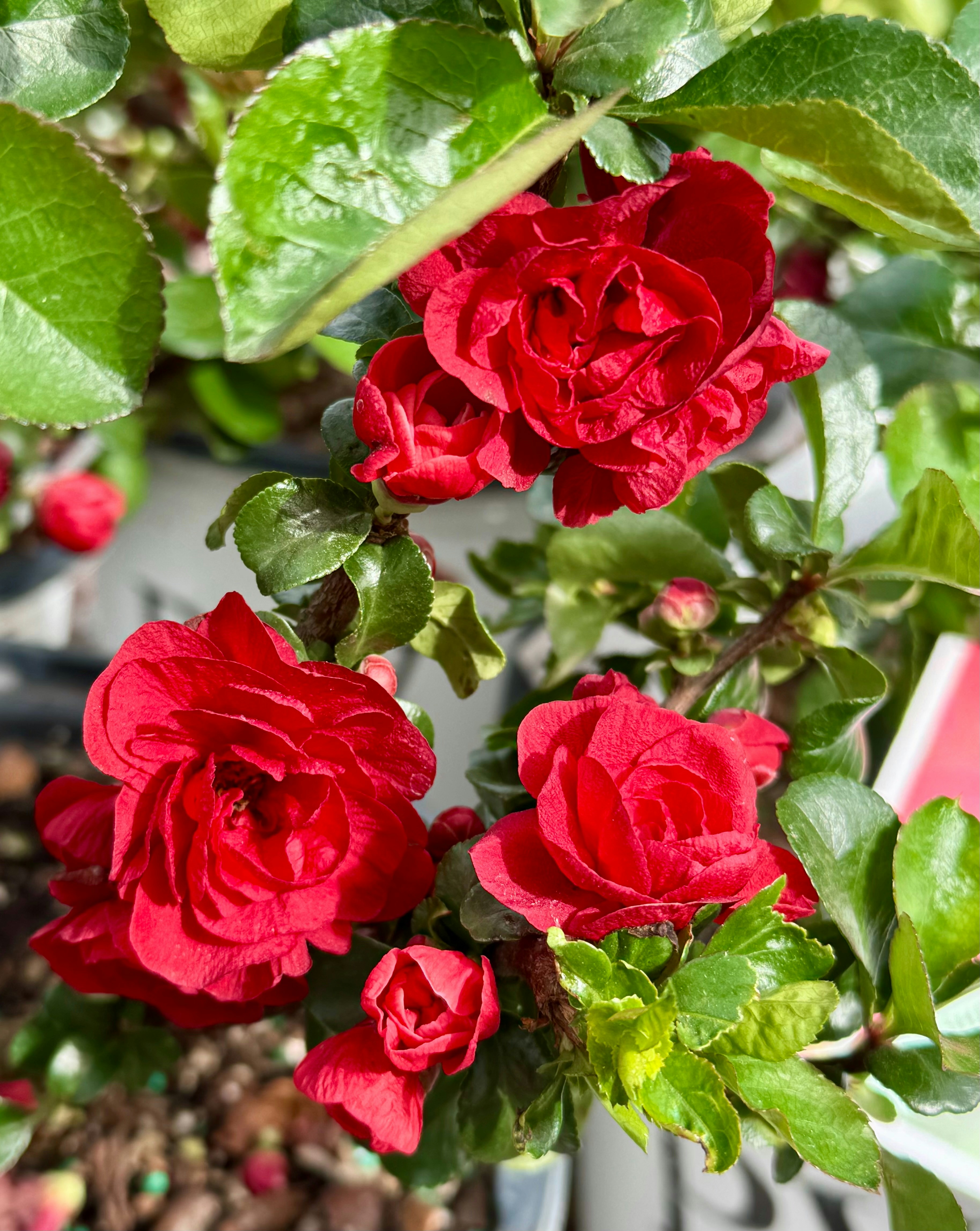 Photo by gkendrewscott