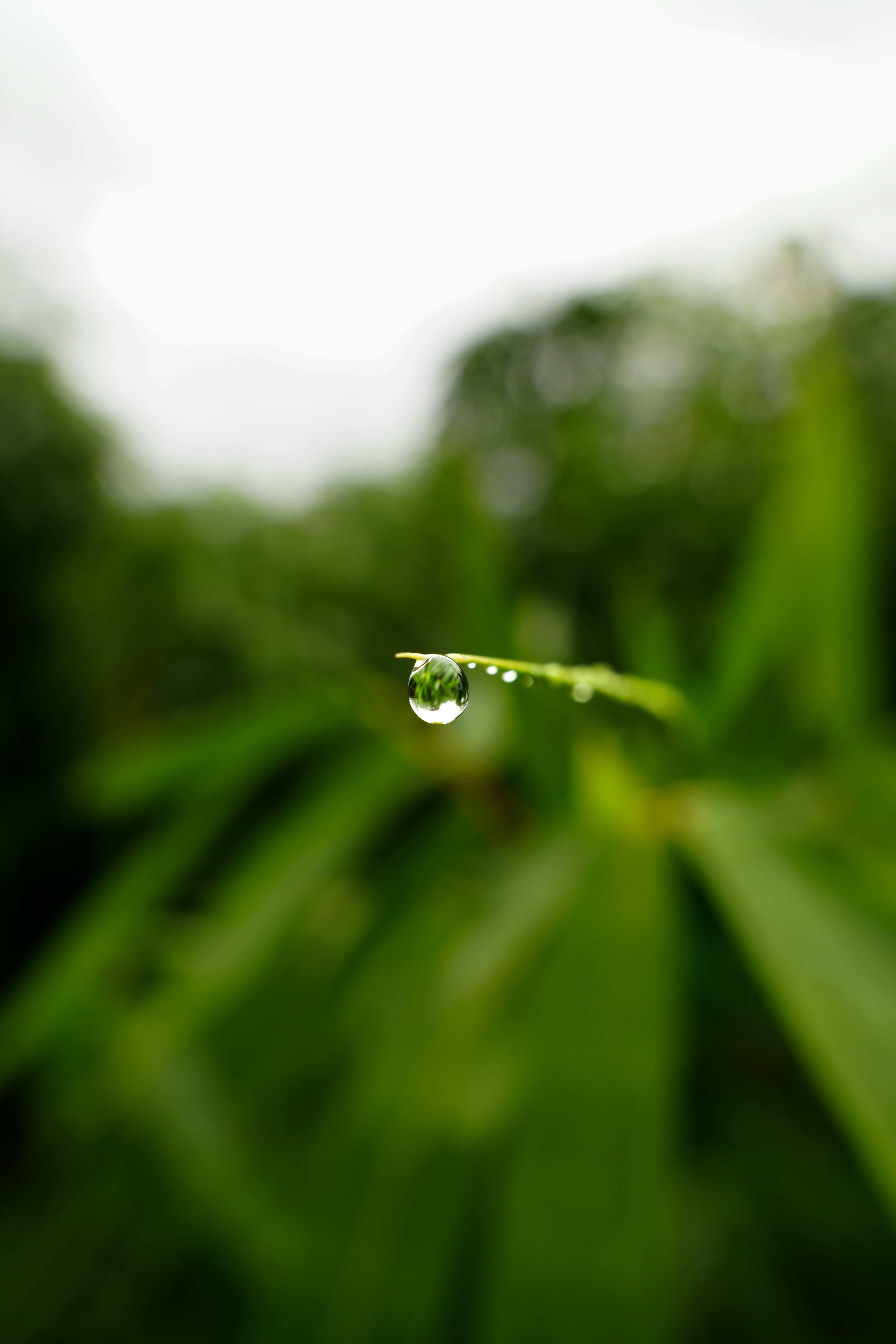 Ein einzelner Wassertropfen ziert ein grünes Blatt.