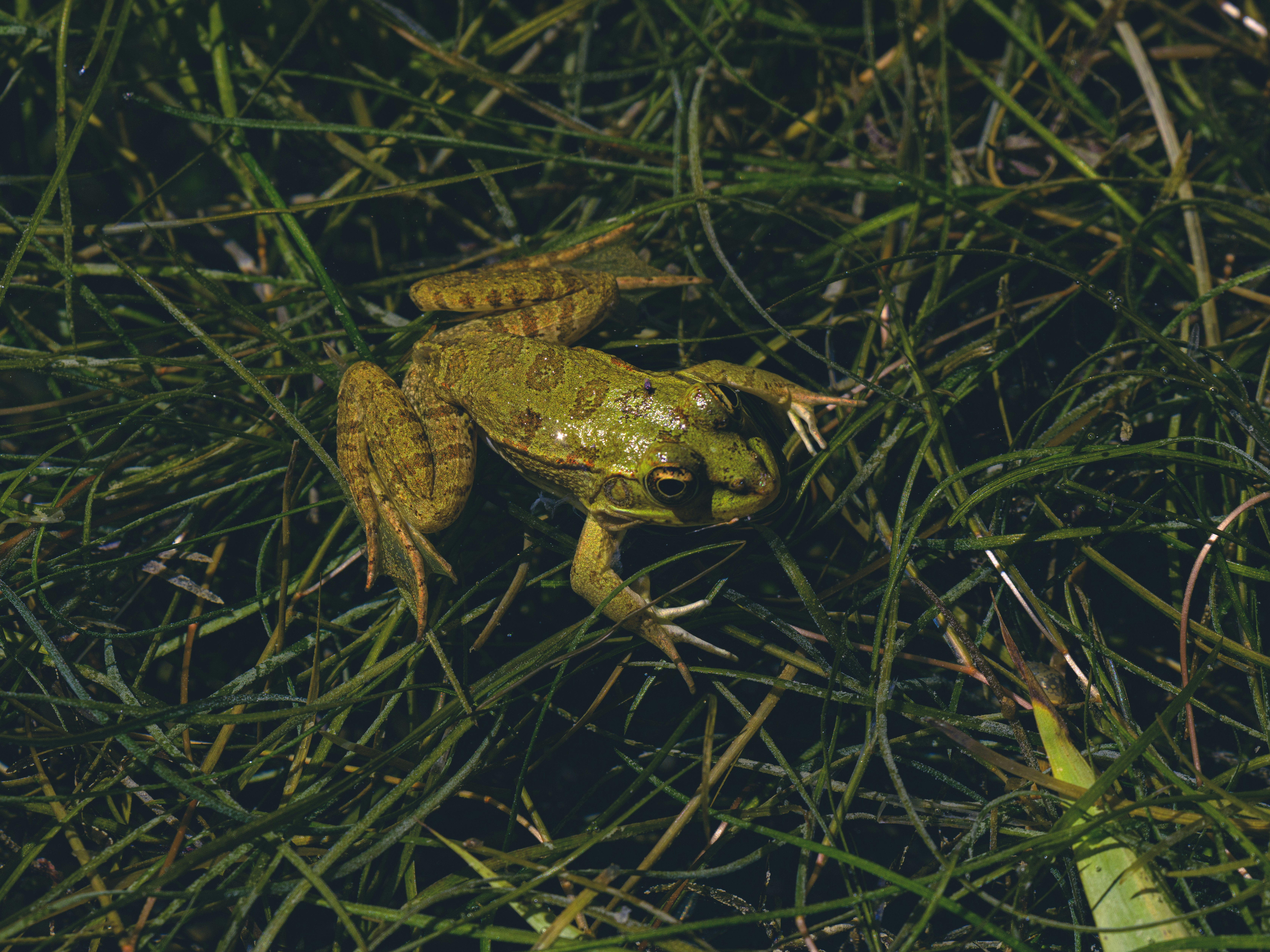 A green frog sits in the grass.
