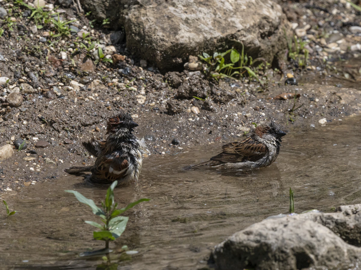 Birds bathing in Mida Creek, Watamu