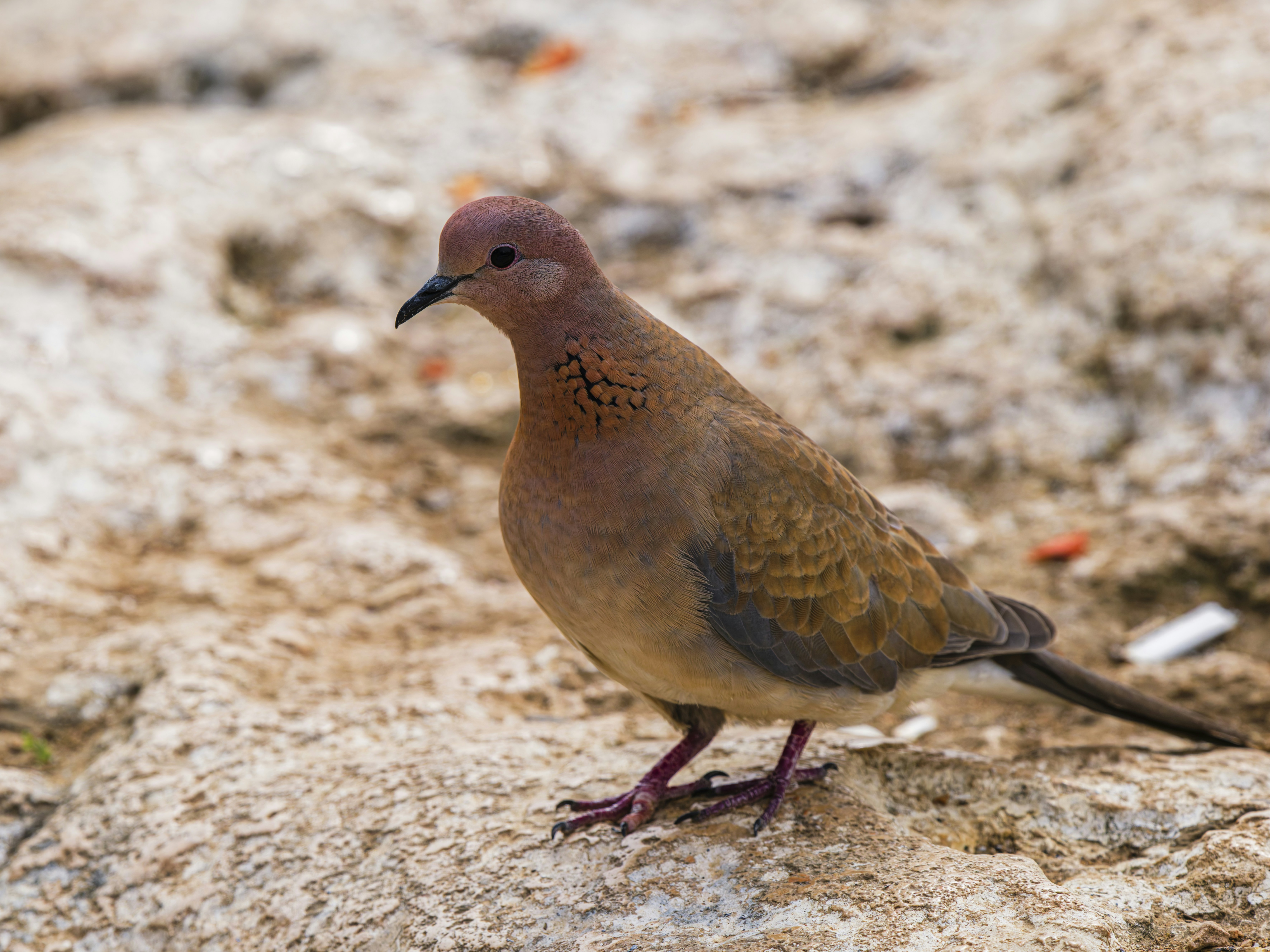 Photo by enginakyurt