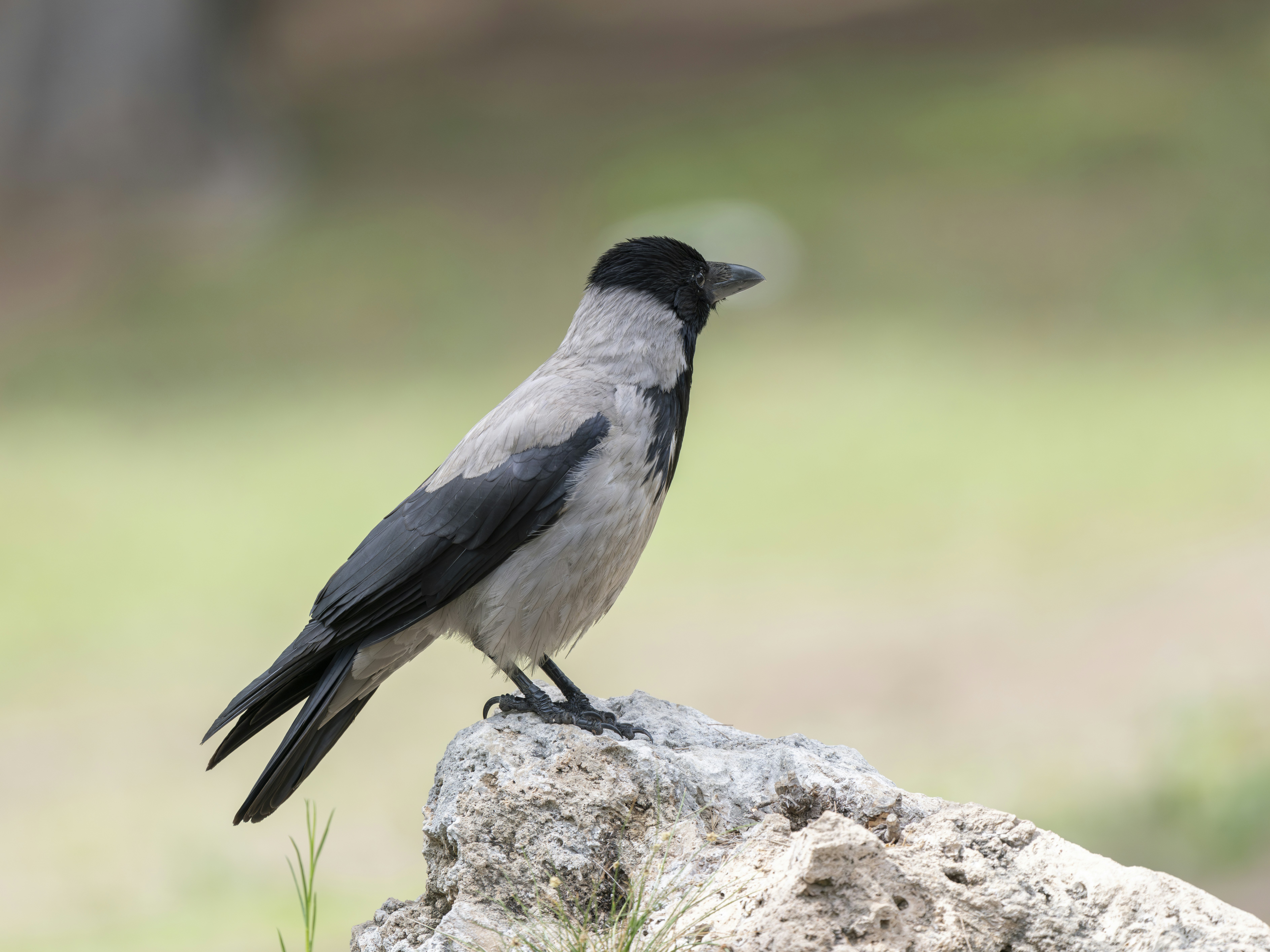 Photo by enginakyurt