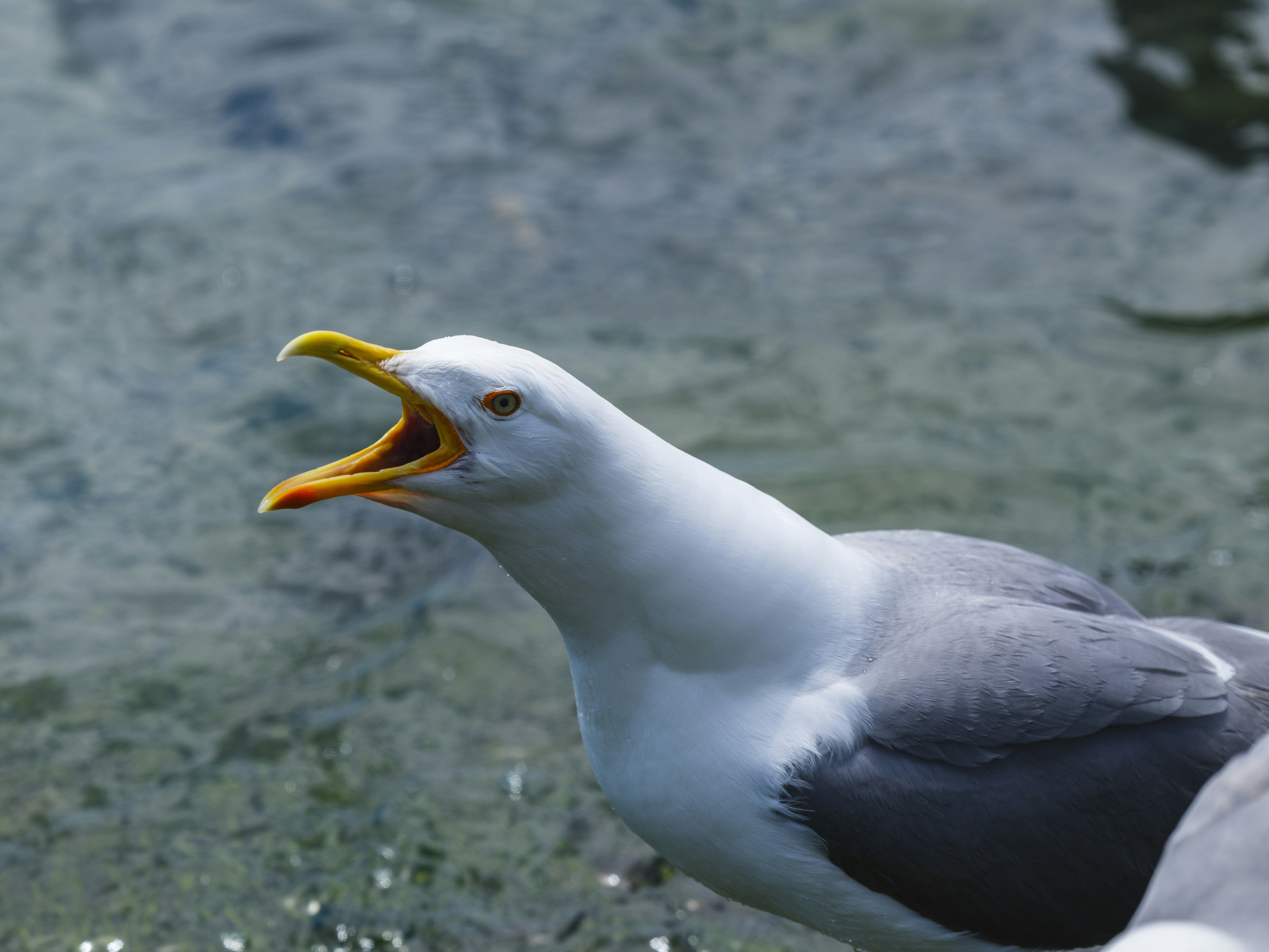 Photo by enginakyurt