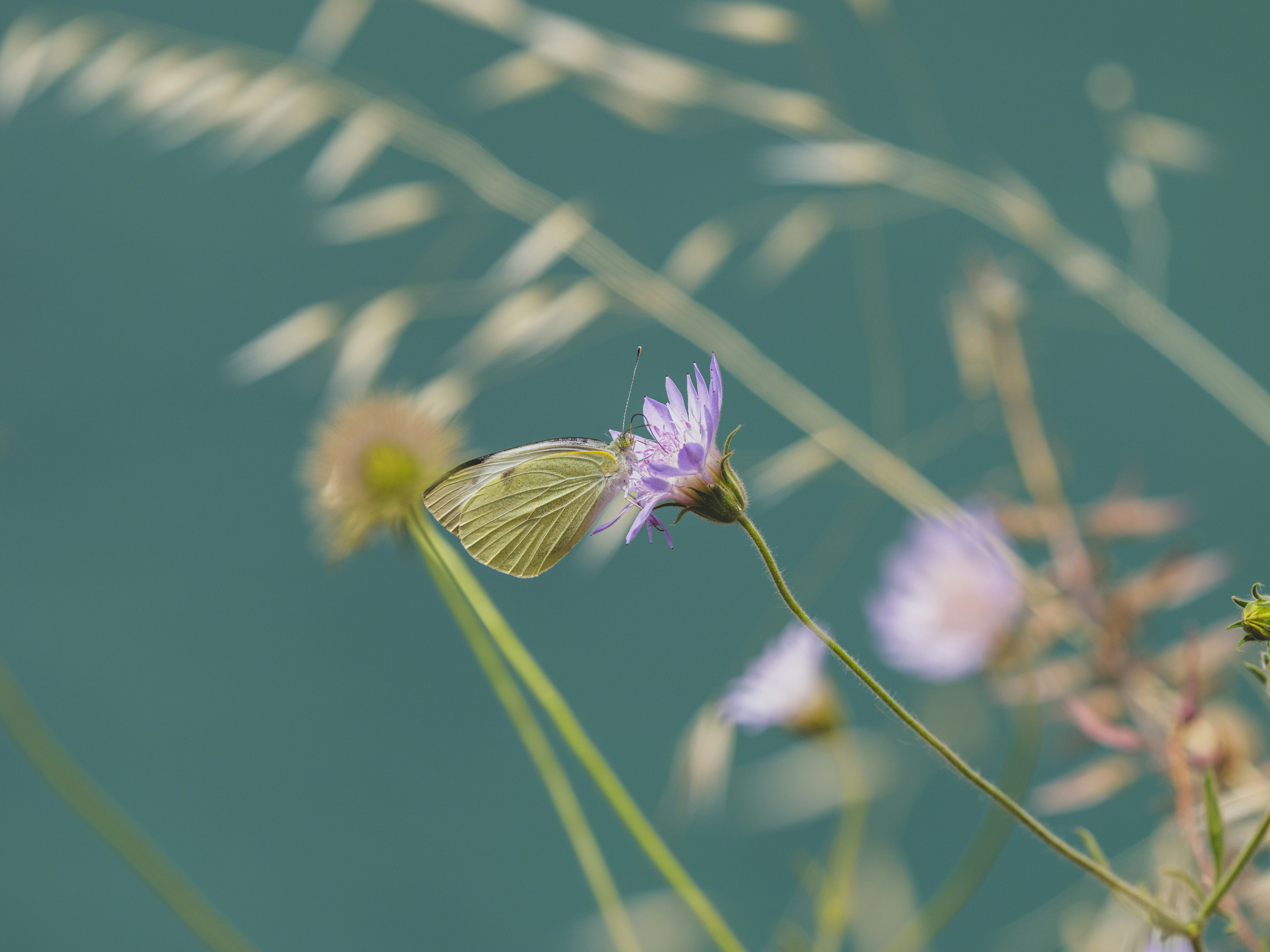 Photo by enginakyurt