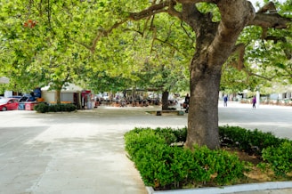 A large tree provides shade in a public square.
