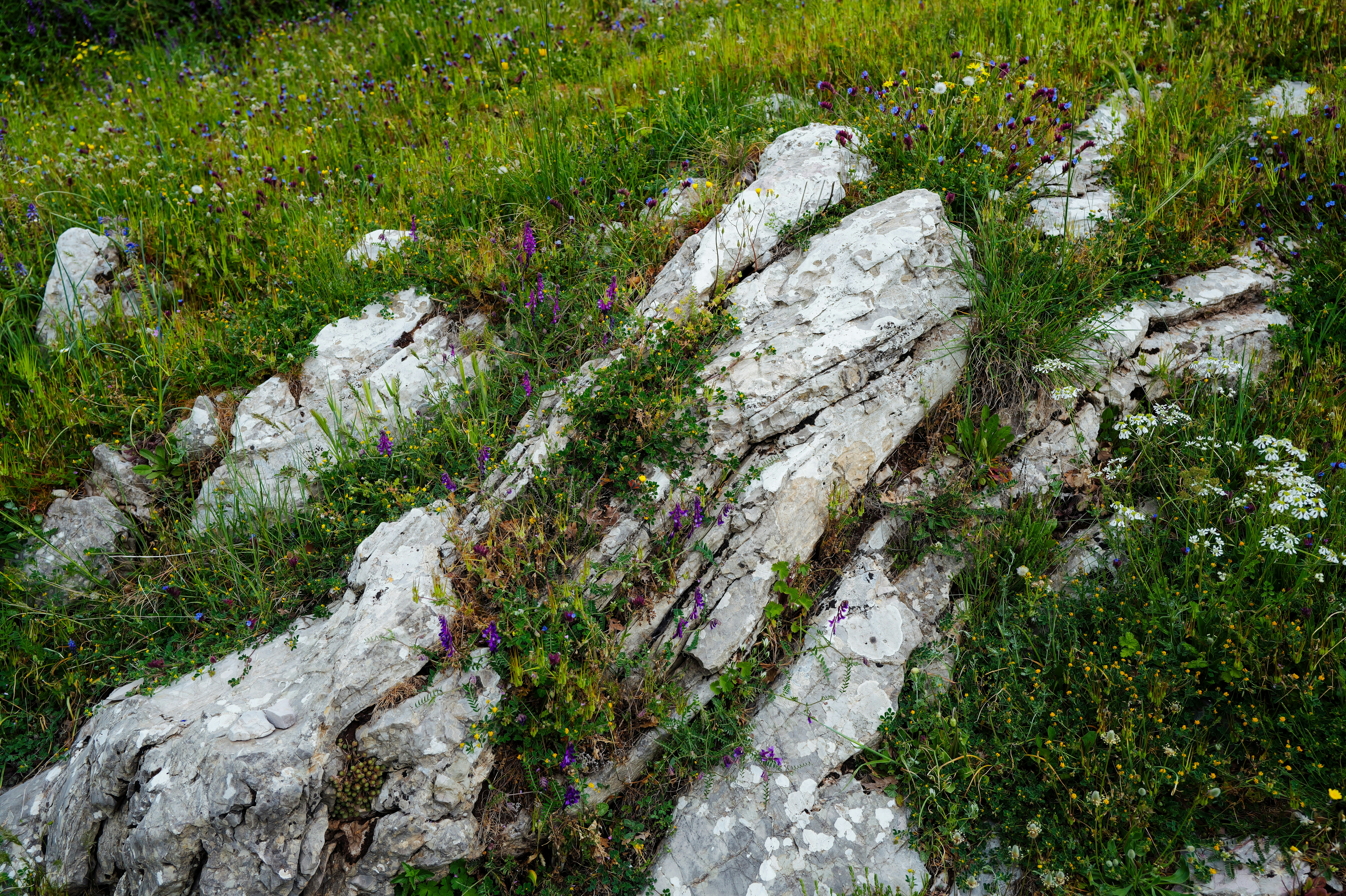 Photo by adrienolichon