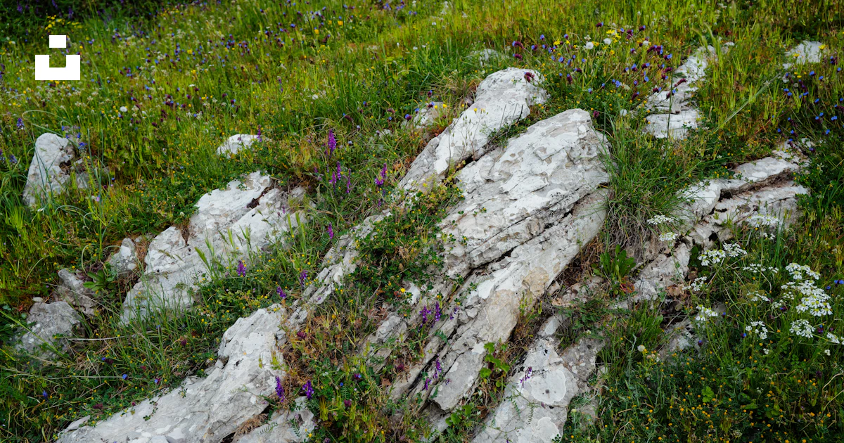 Rocks and vegetation thrive in nature. photo – Free Flower Image on ...