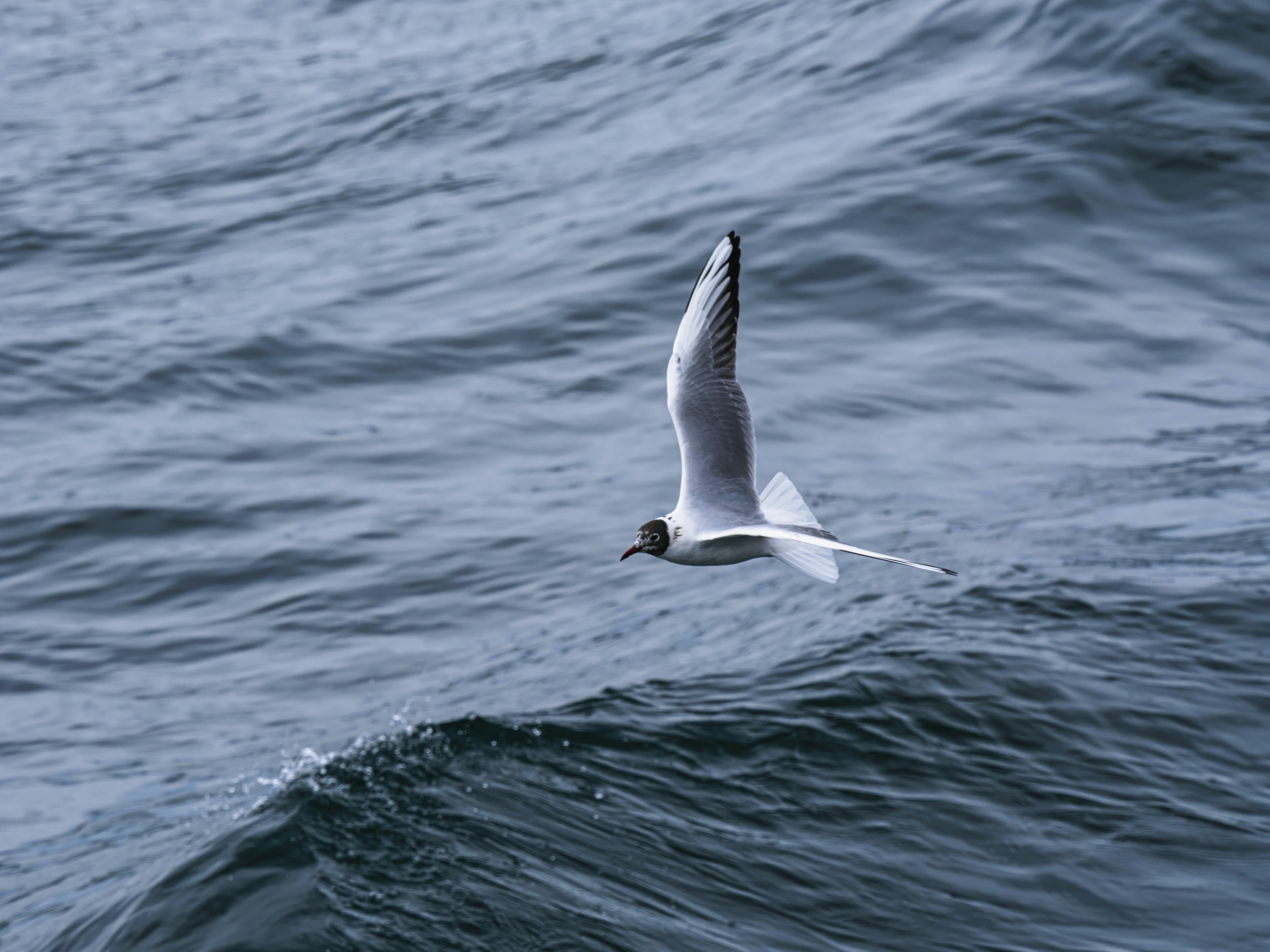 Photo by enginakyurt