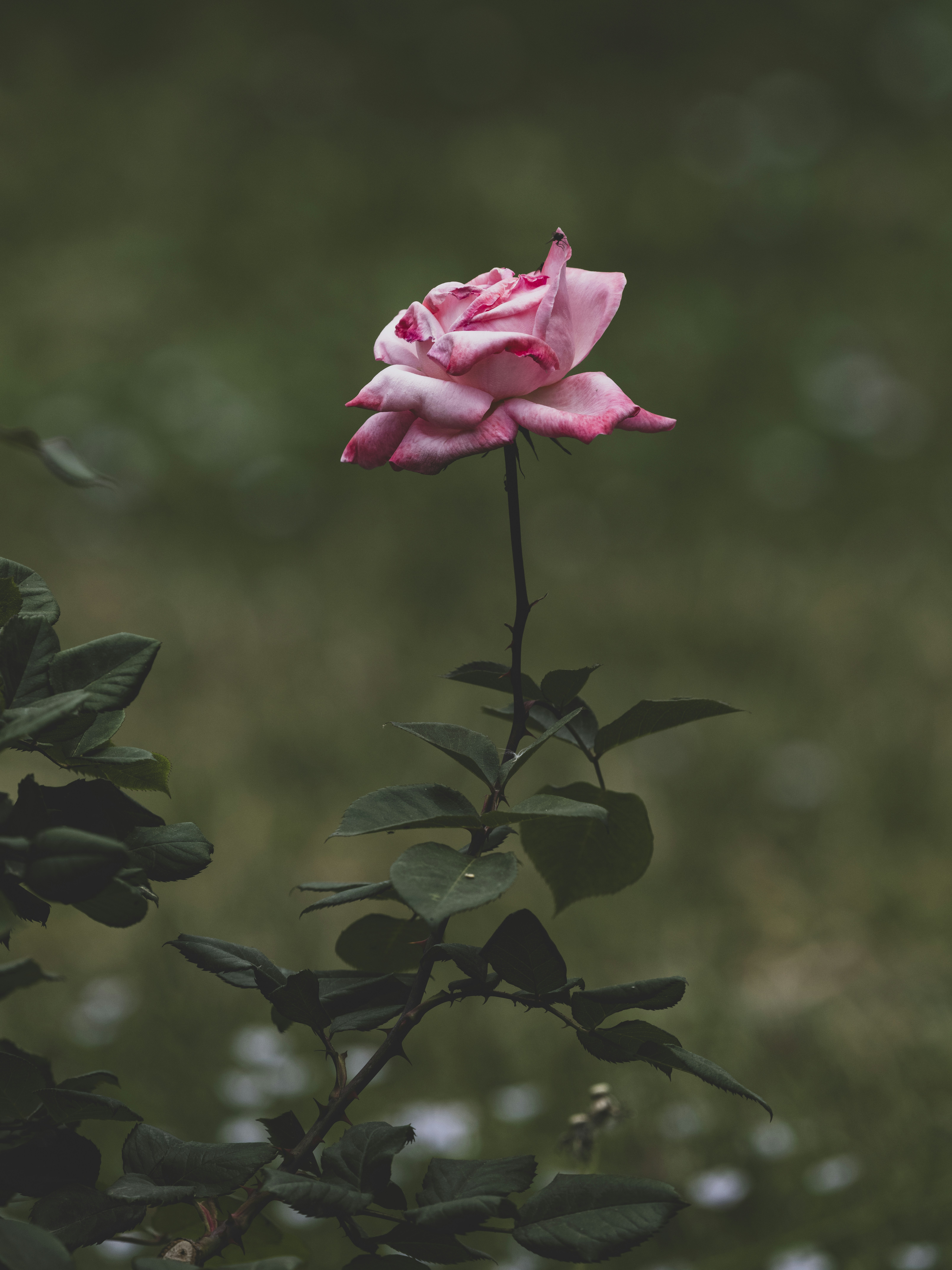 Photo by enginakyurt