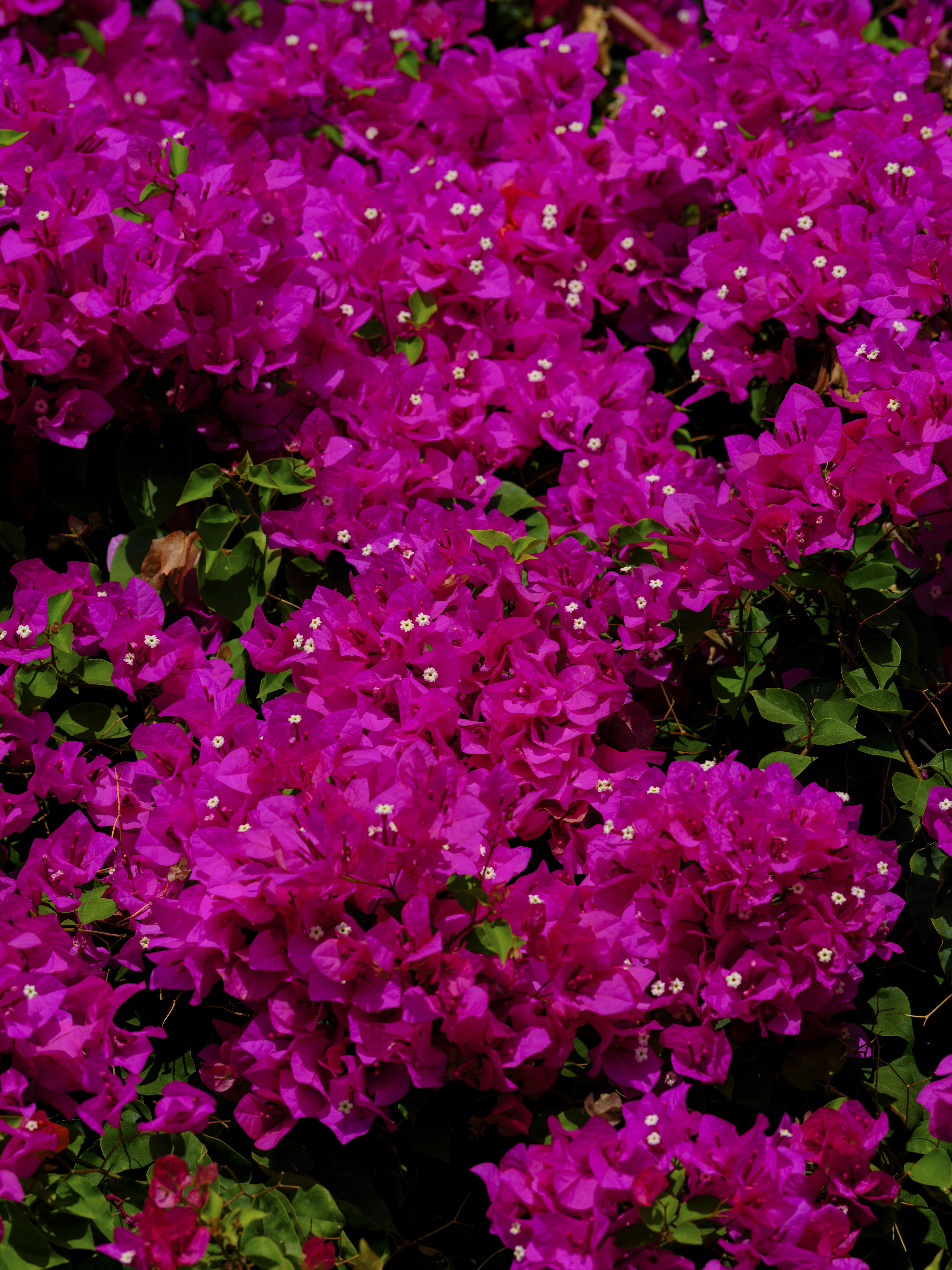 Photo by enginakyurt