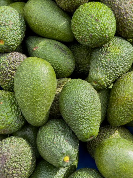 Fuerte Avocados Export