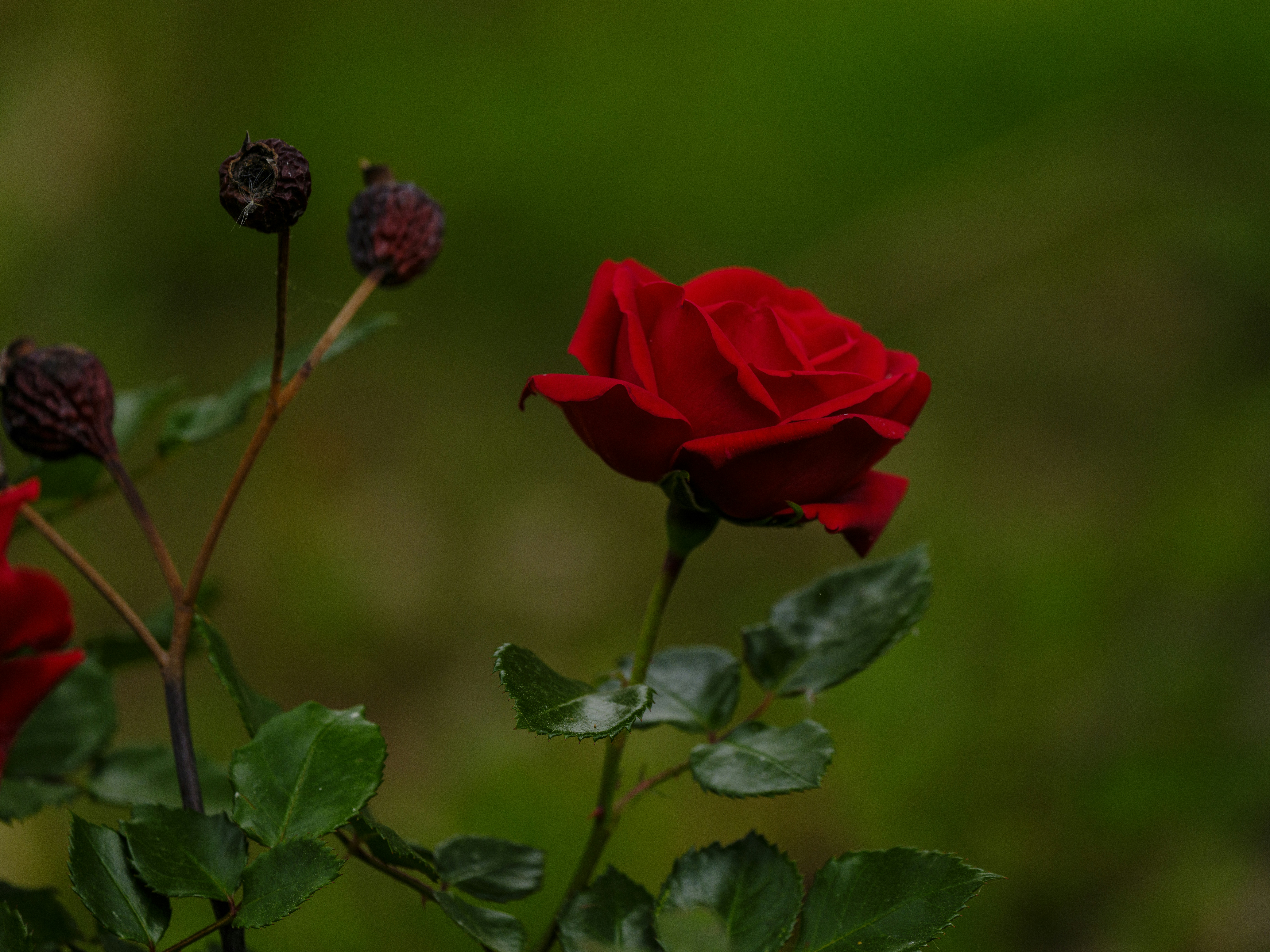 Photo by enginakyurt