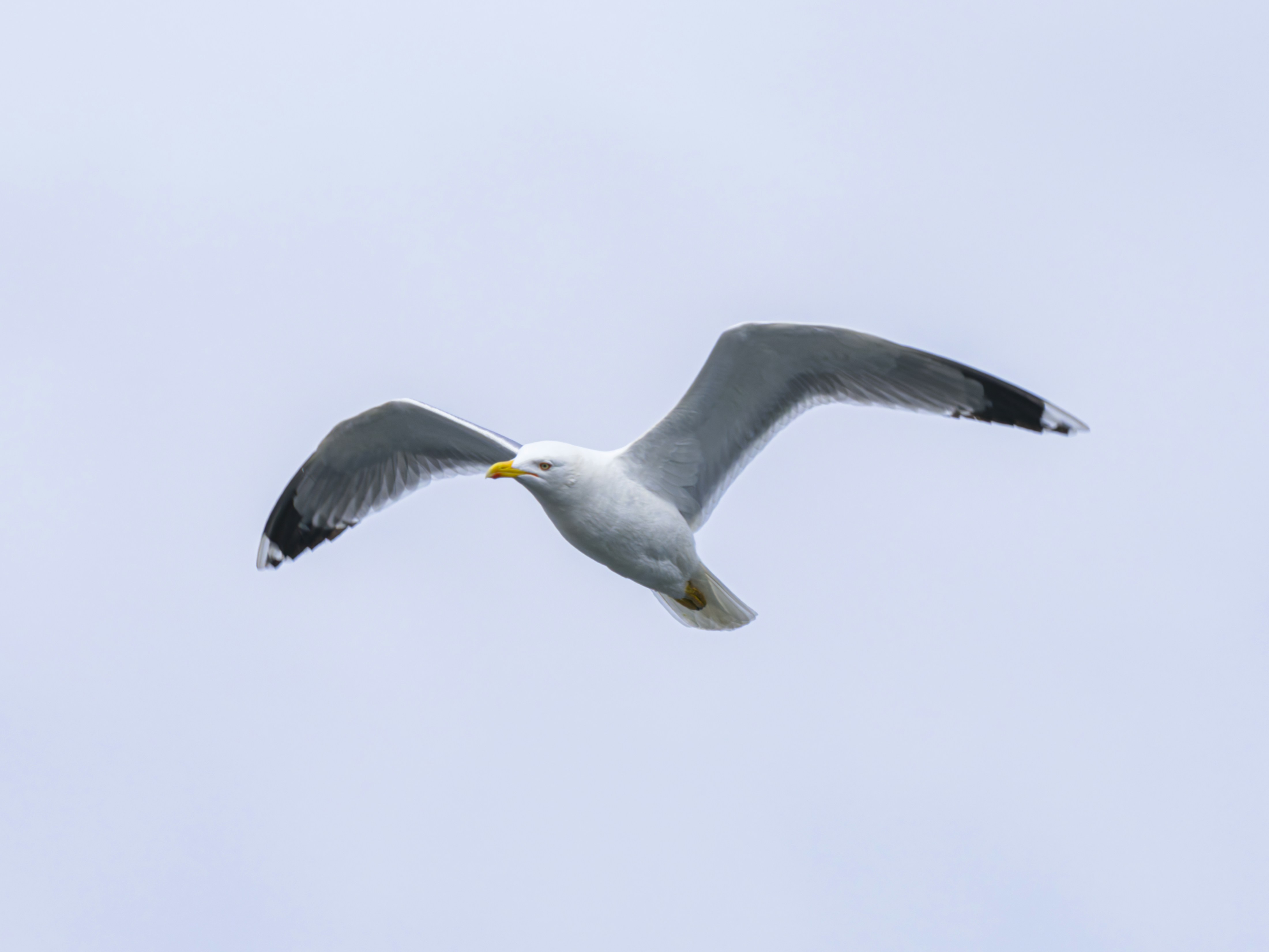 Photo by enginakyurt