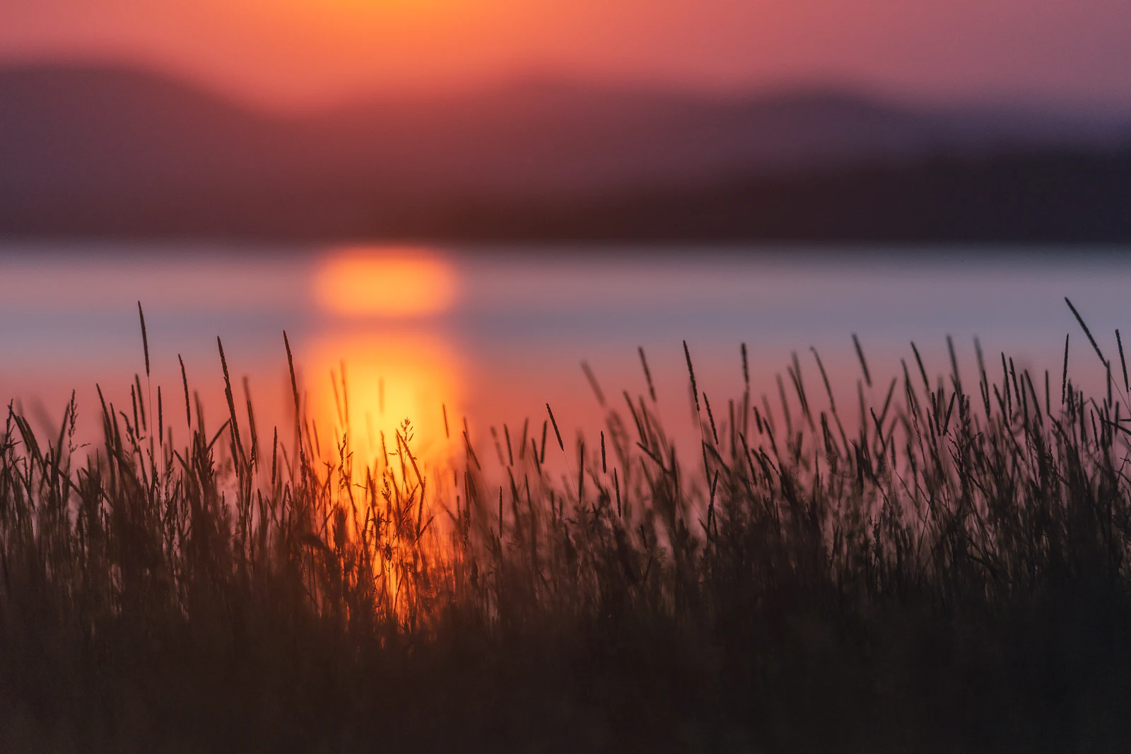 Tall grass by the water at sunset