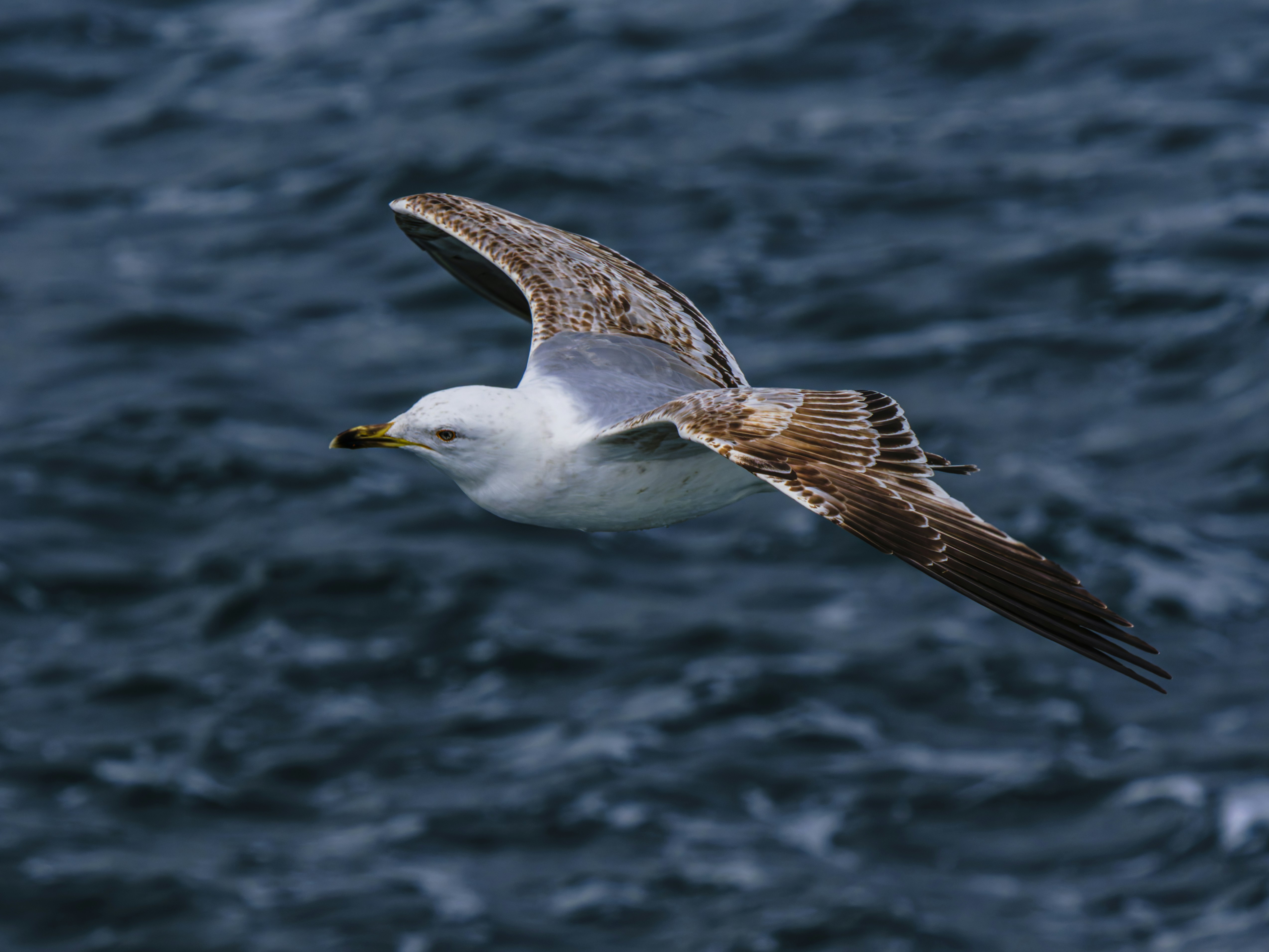 Photo by enginakyurt