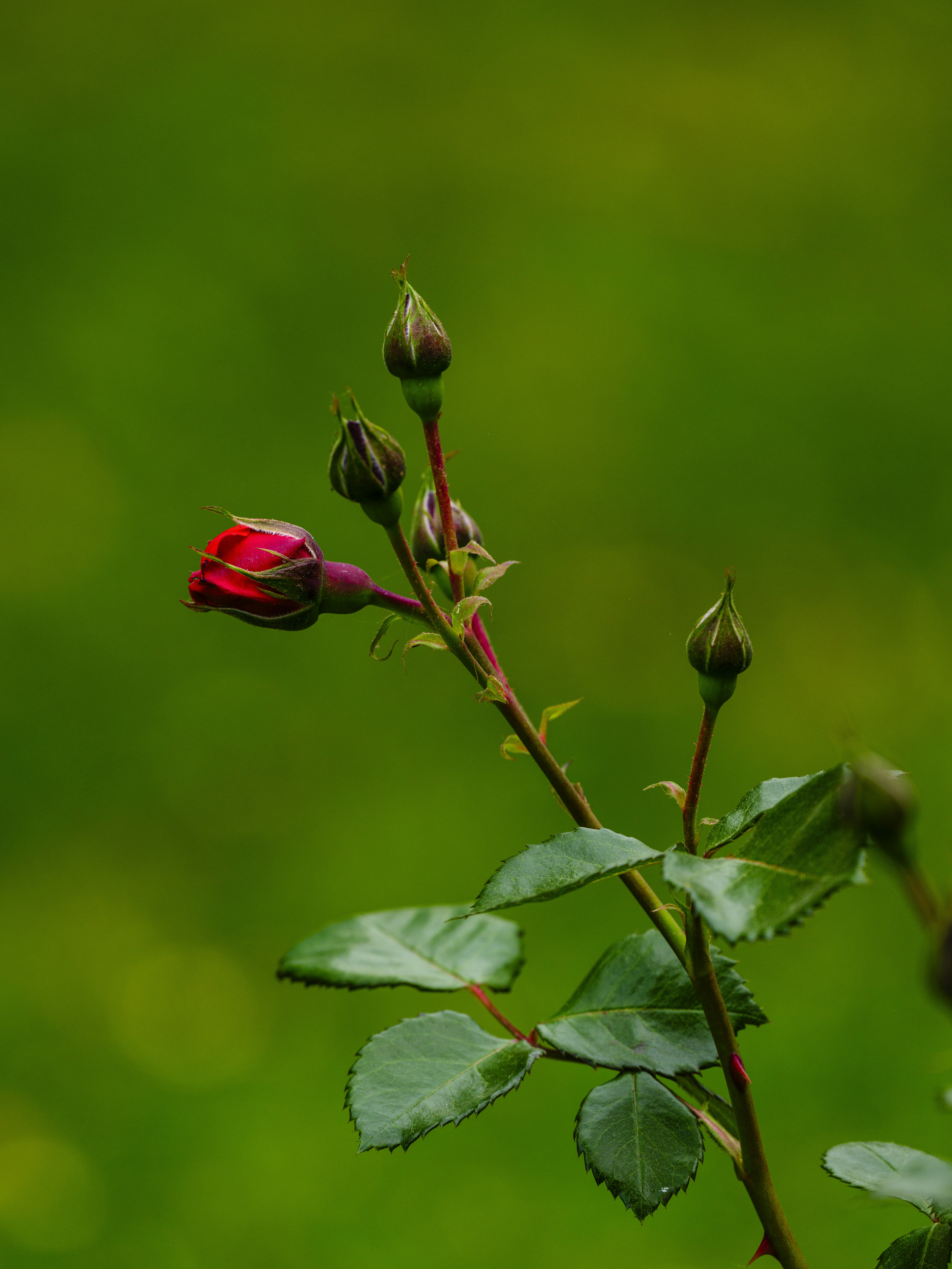 Photo by enginakyurt