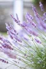 Beautiful lavender flowers grow in the garden.