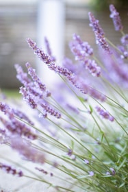 Beautiful lavender flowers grow in the garden.