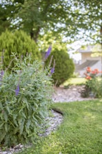 A beautiful garden with plants in bloom.