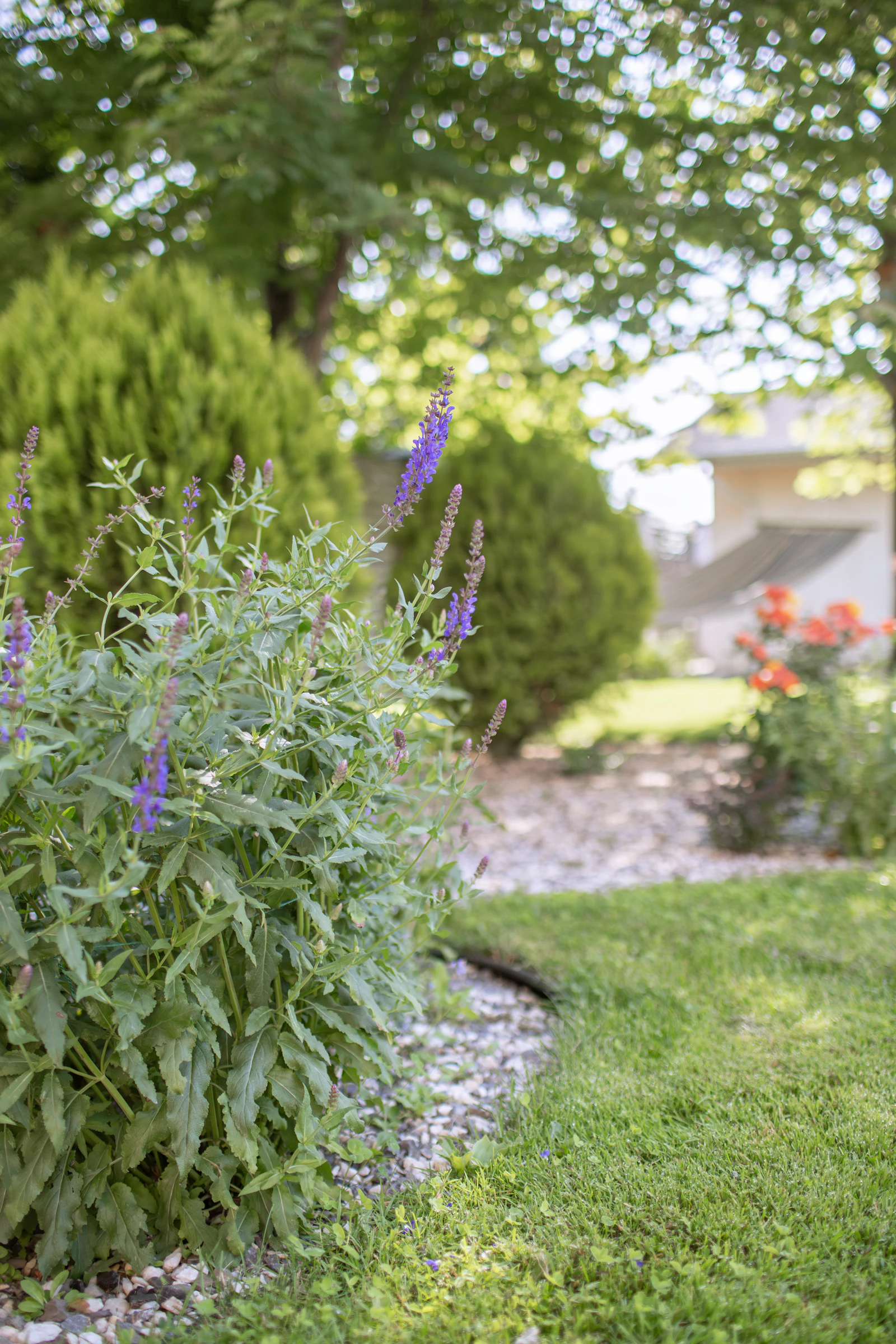 A beautiful garden with plants in bloom.