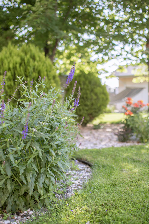 Garden bed detail with ornamental grasses