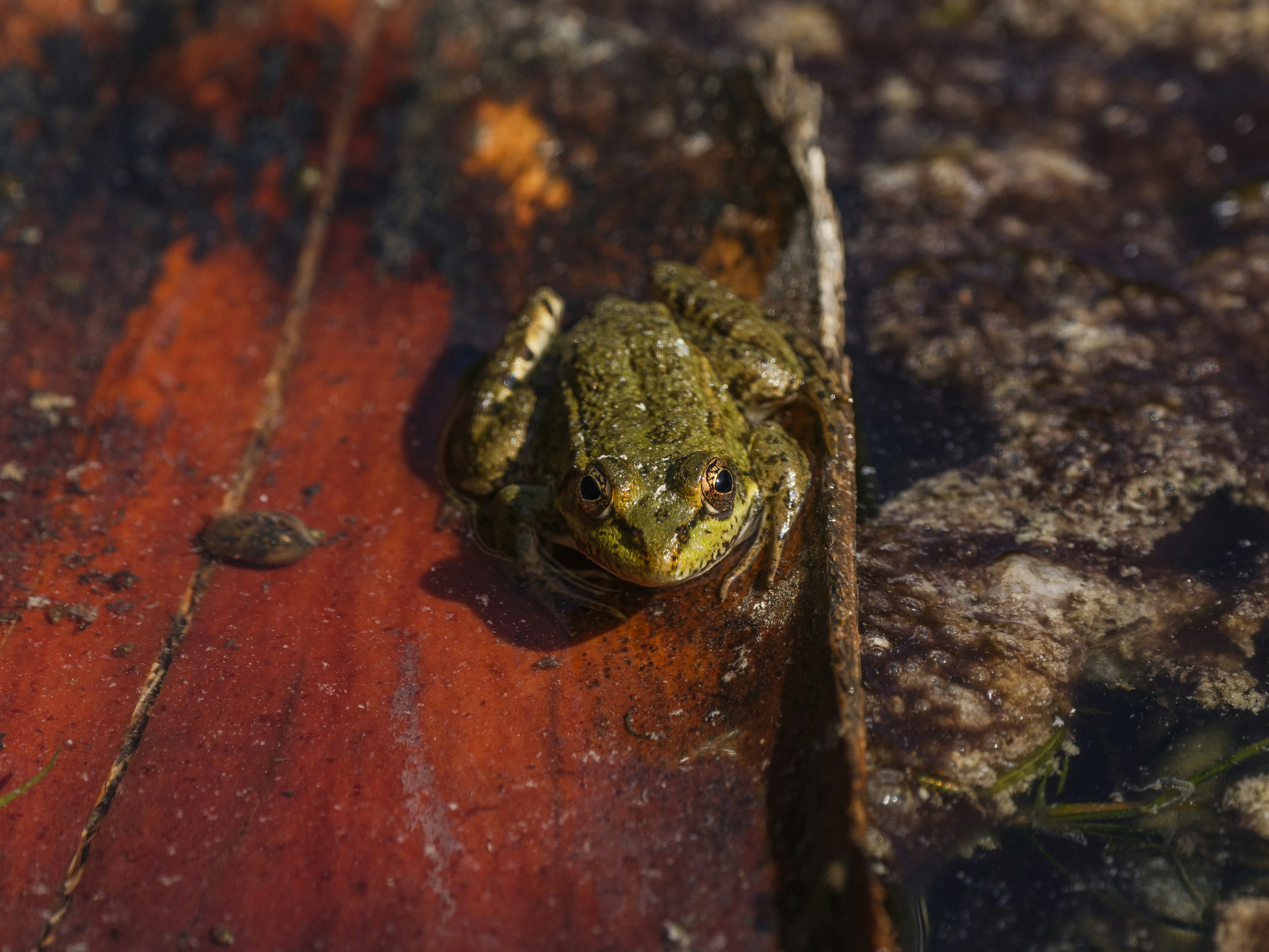 A green frog sits in water.