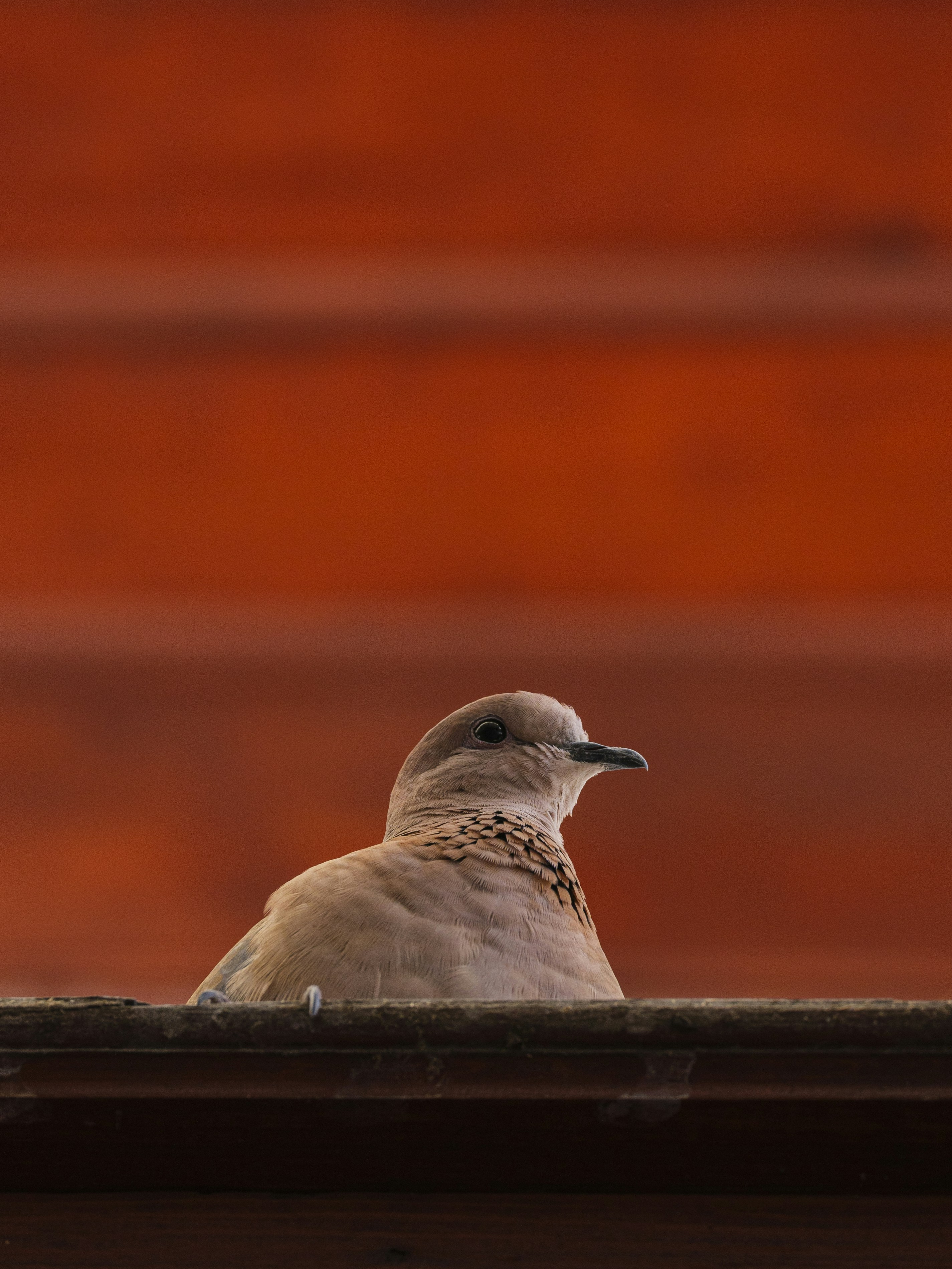 Photo by enginakyurt