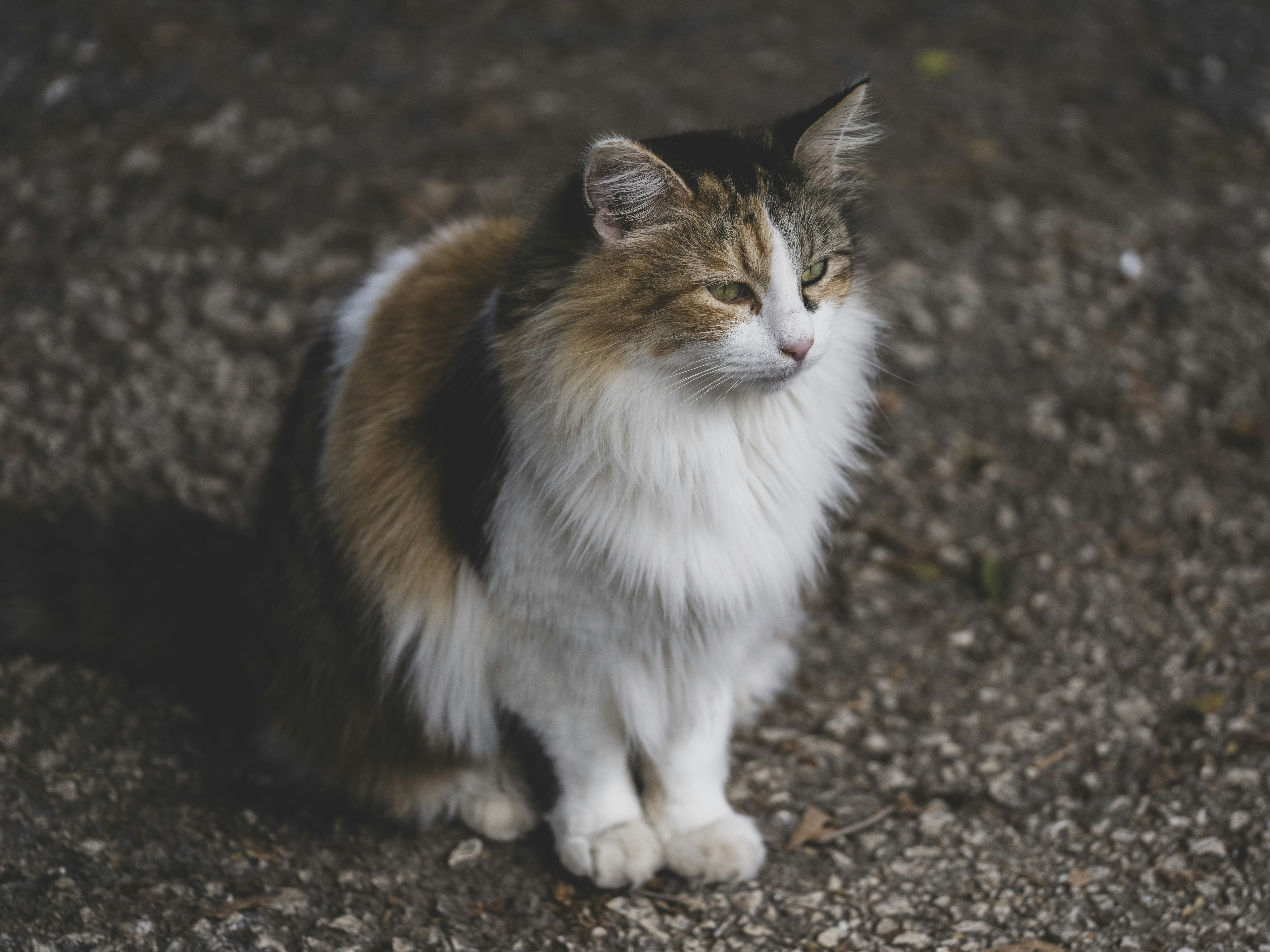 Photo by enginakyurt