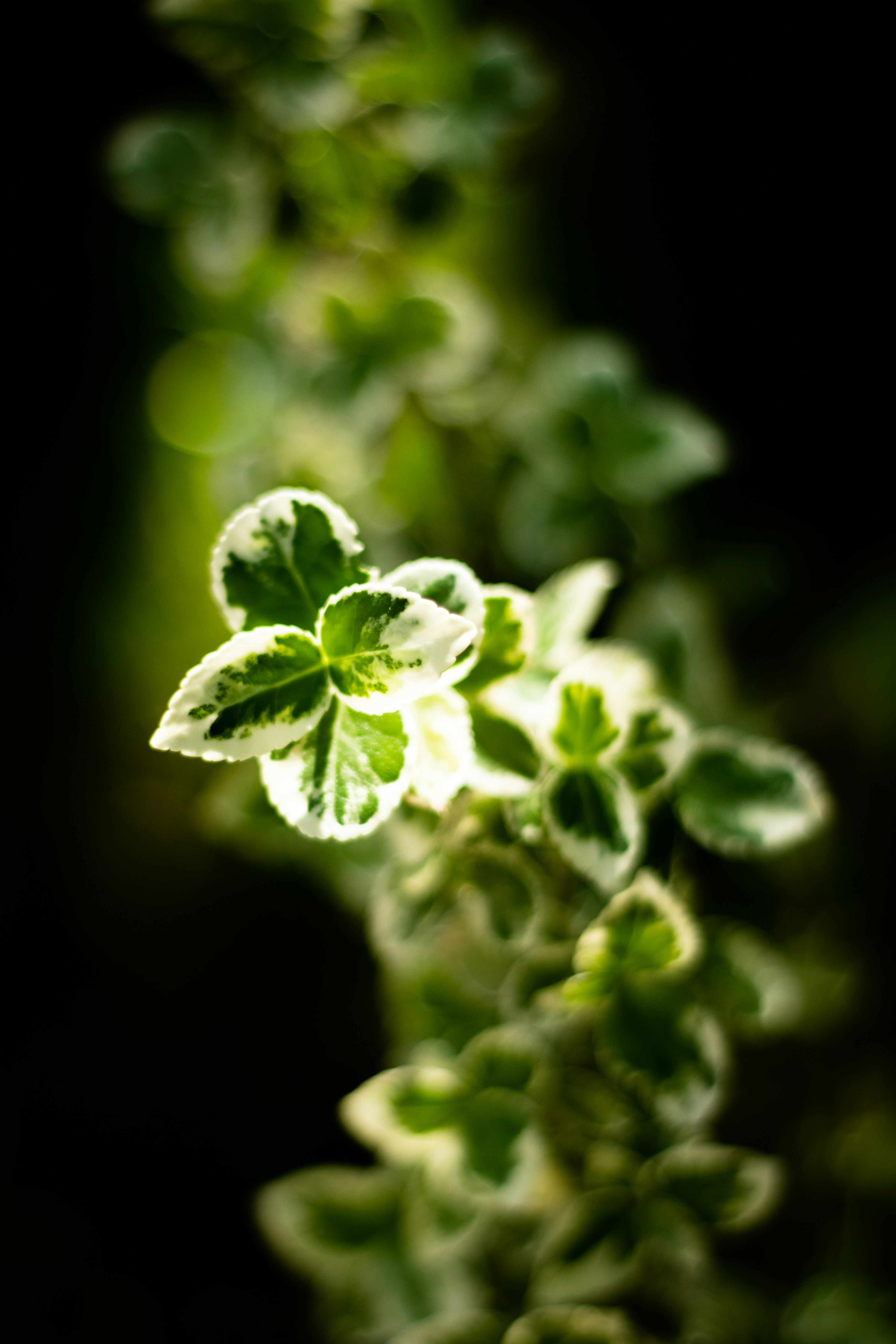 Close-up of green and white variegated plant leaves.