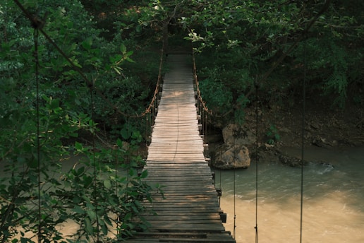 A wooden bridge leads through lush greenery.