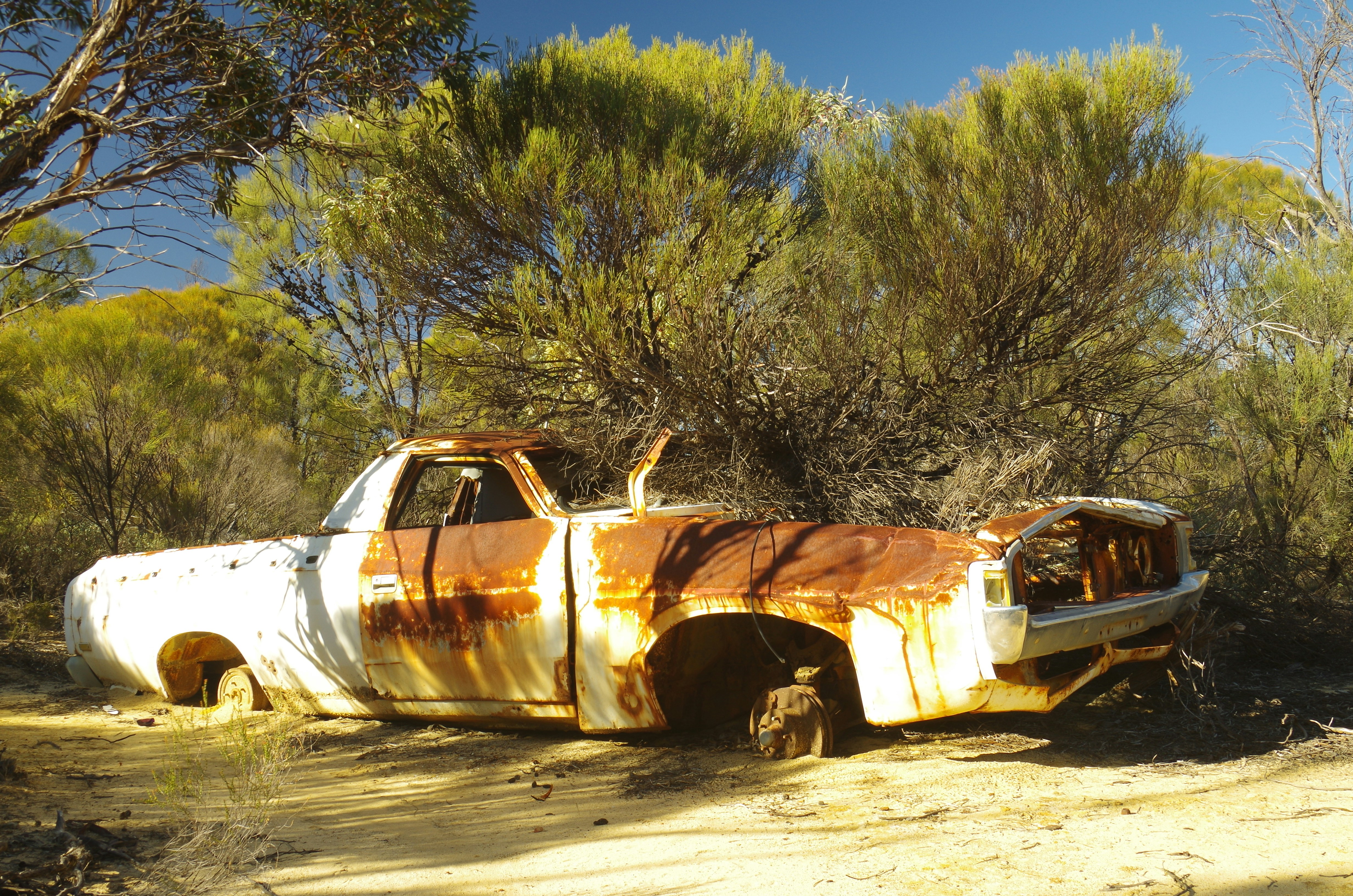 A rusty, abandoned car sits among the brush.