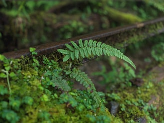 Fern grows on mossy, overgrown railway tracks.