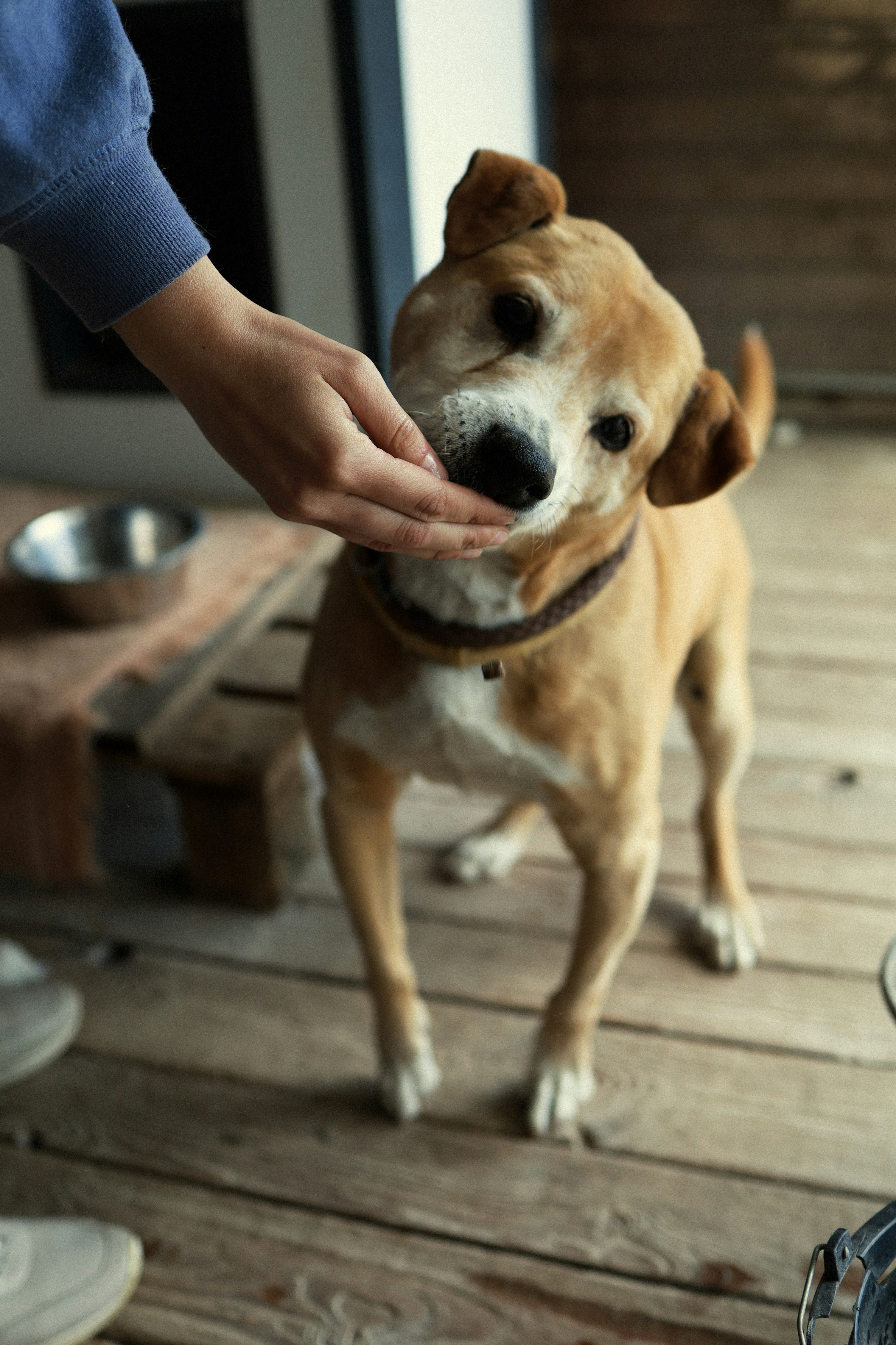 A dog is eating food from a person's hand.