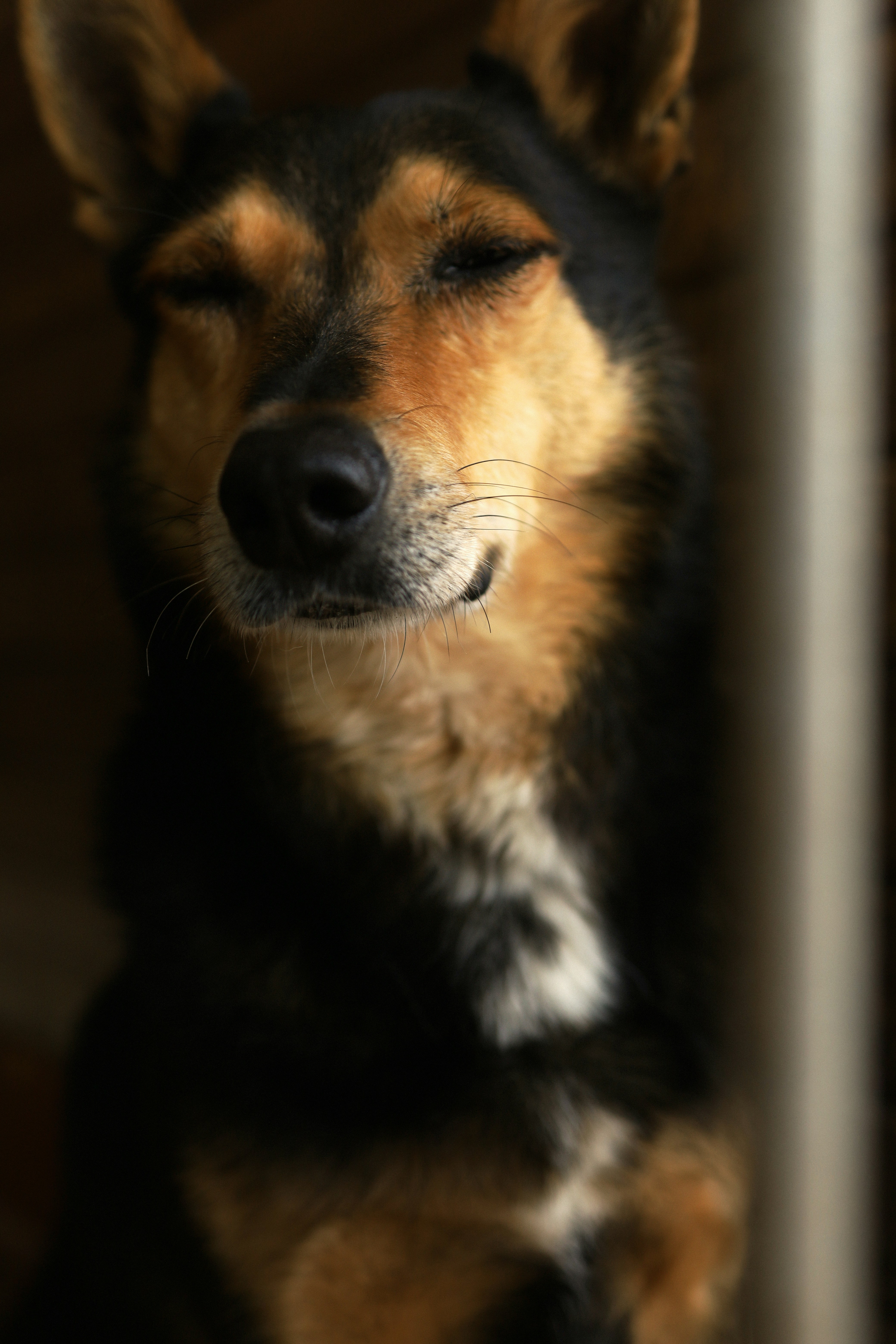 A smiling dog with closed eyes is shown.