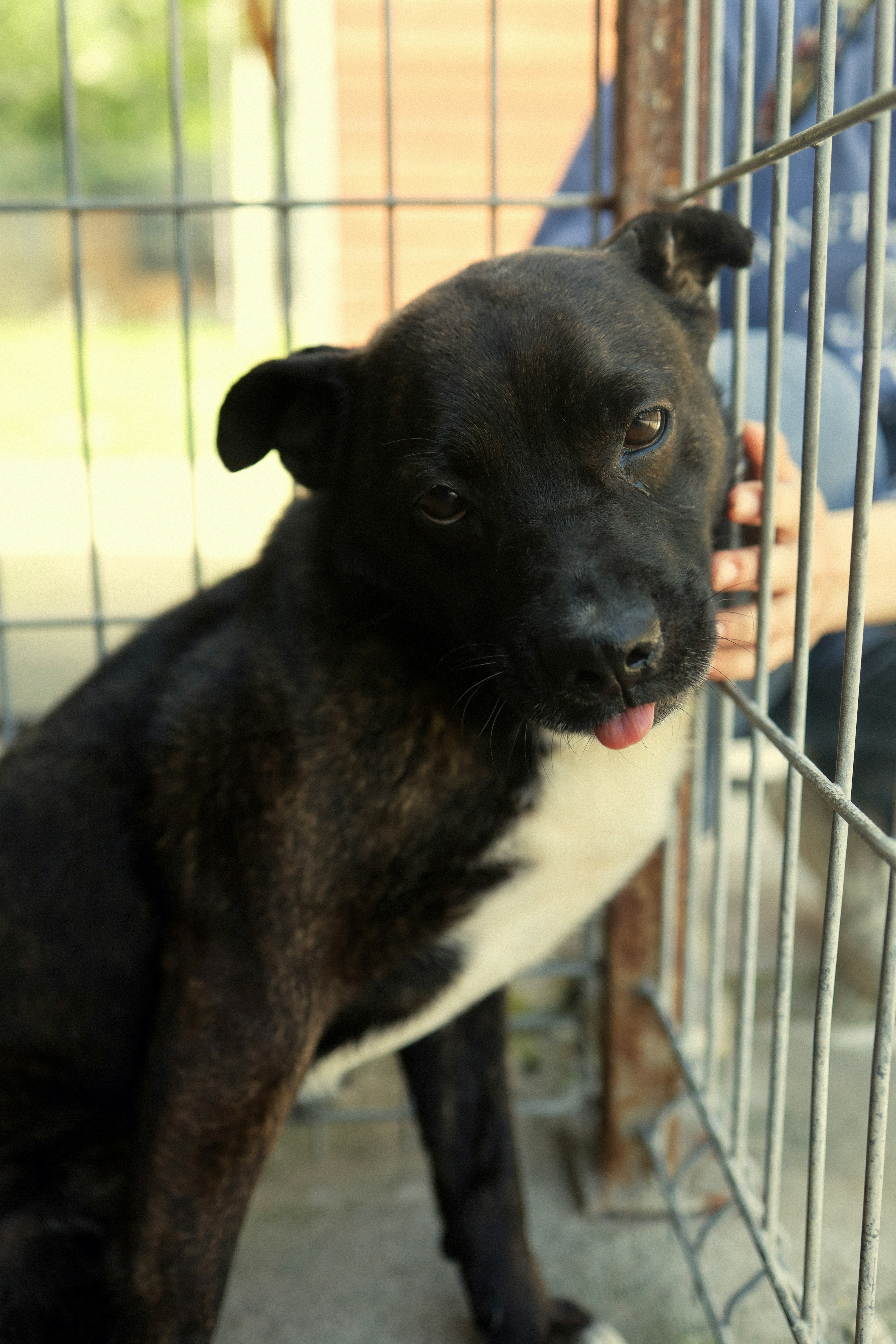 A black and white dog peeks out from a cage.