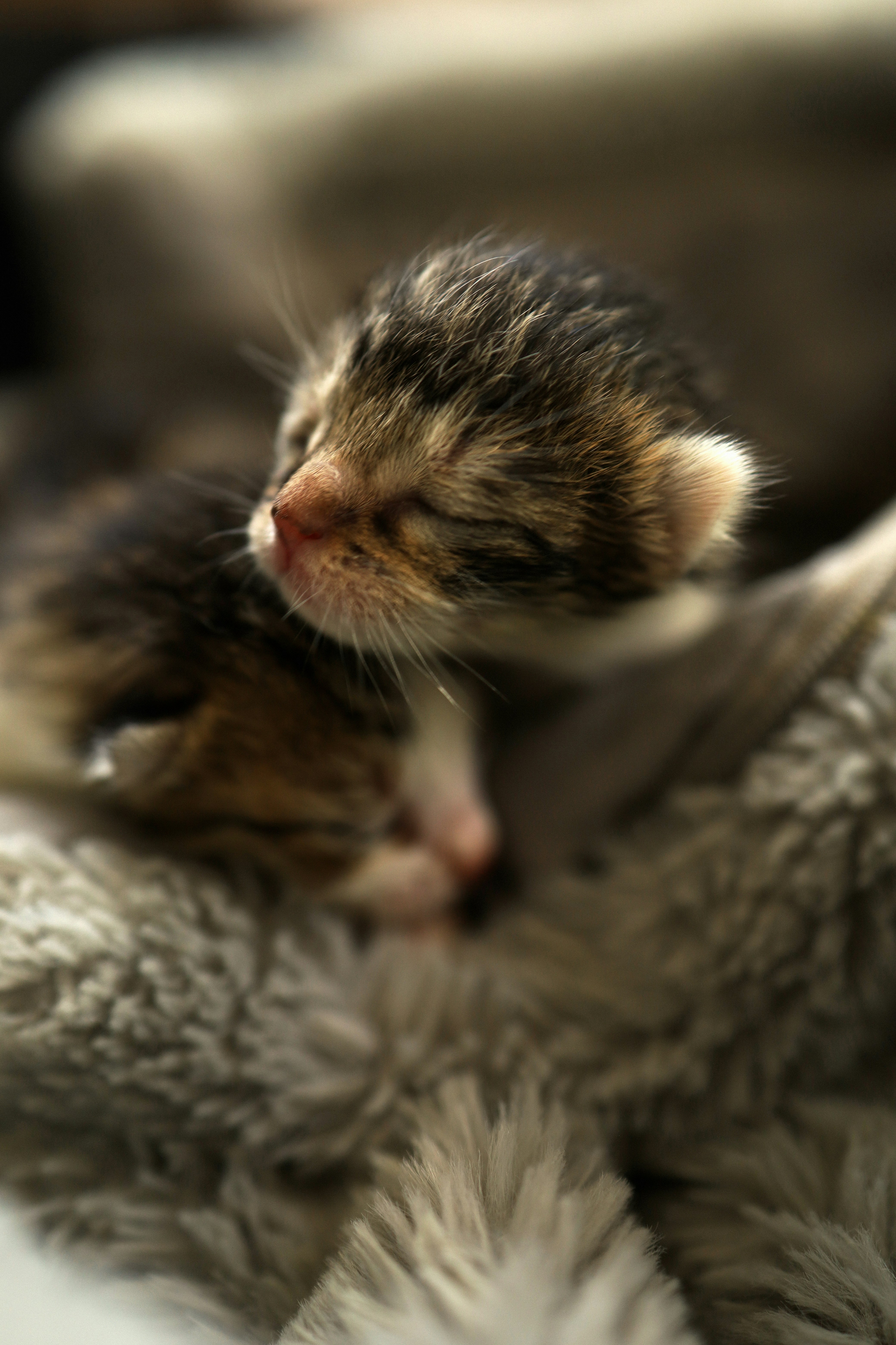 Two tiny kittens sleep soundly together.