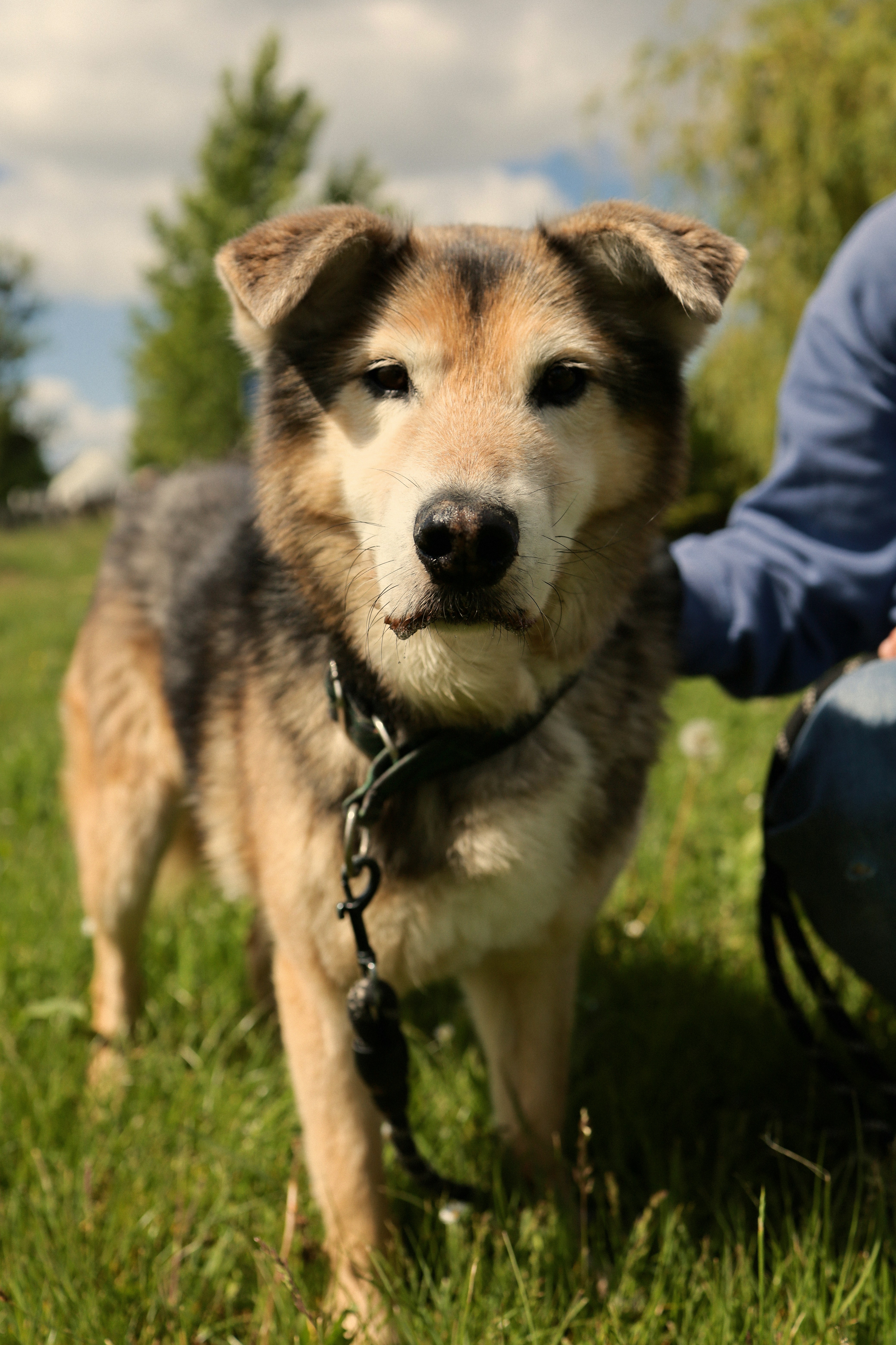 A friendly dog poses on green grass.