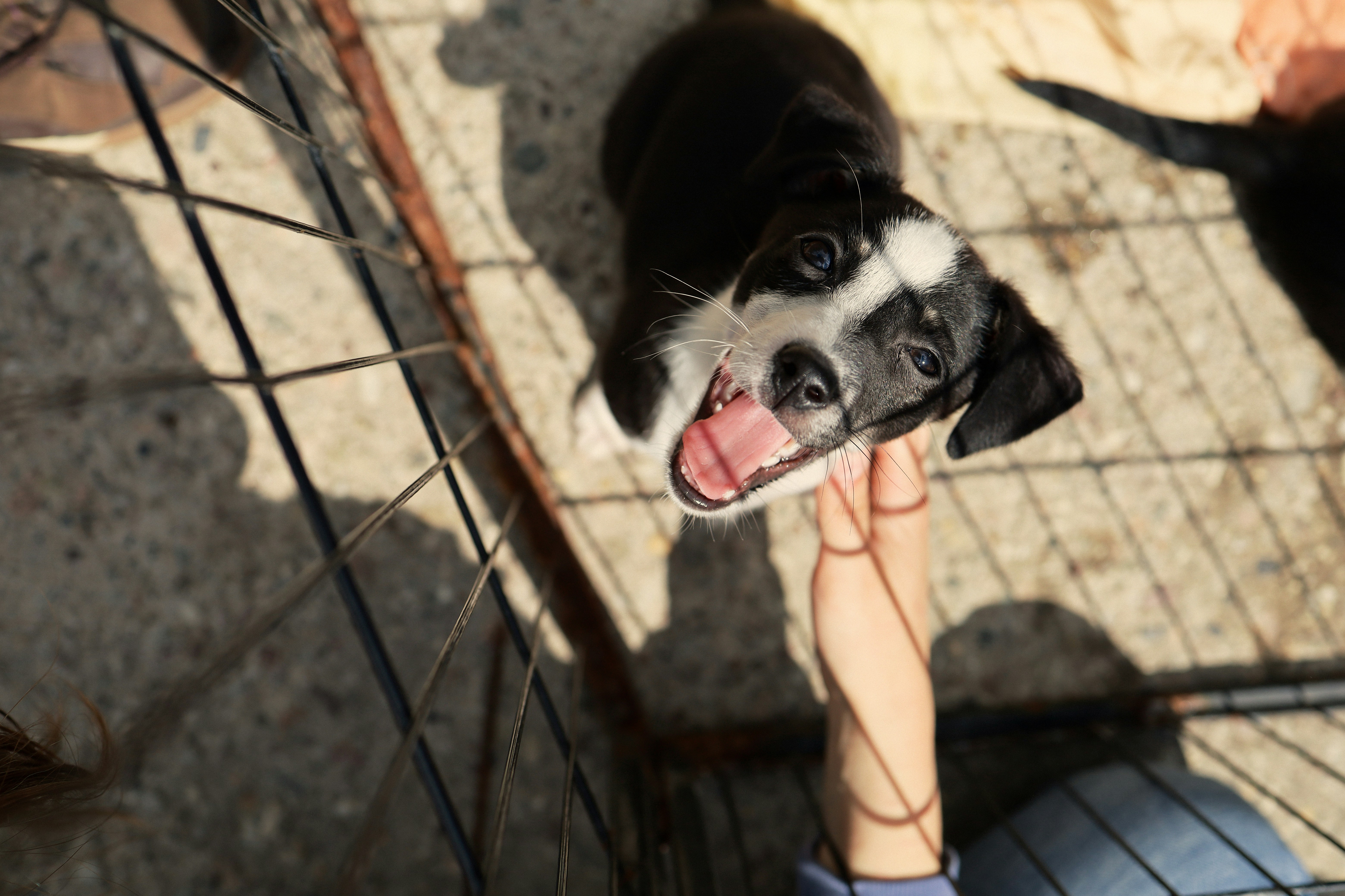 Happy puppy being petted