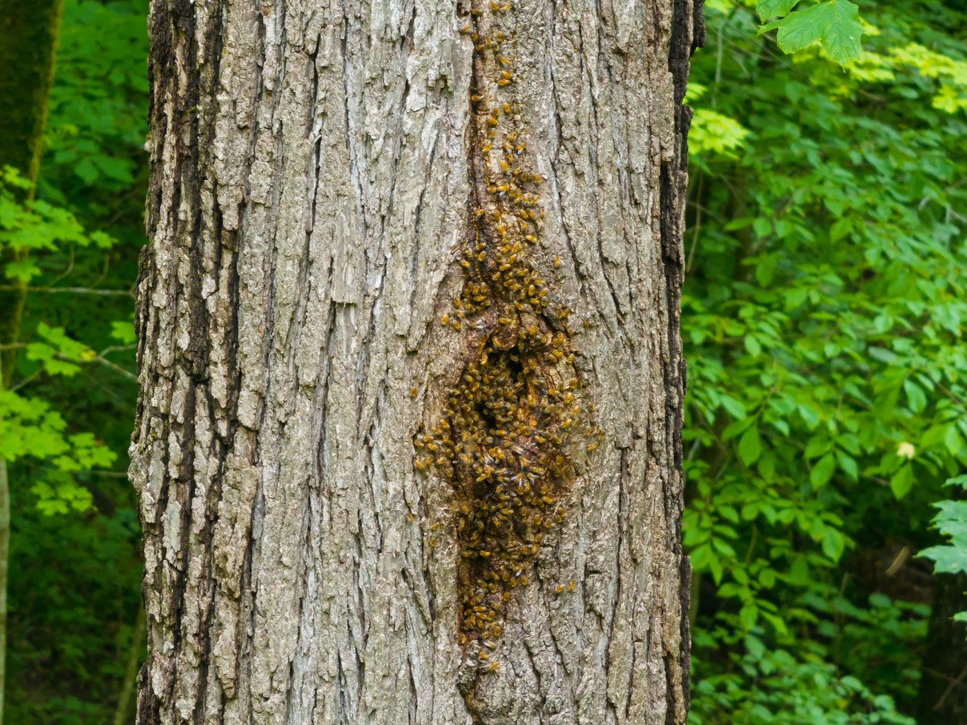 A swarm of bees clustered on a tree branch
