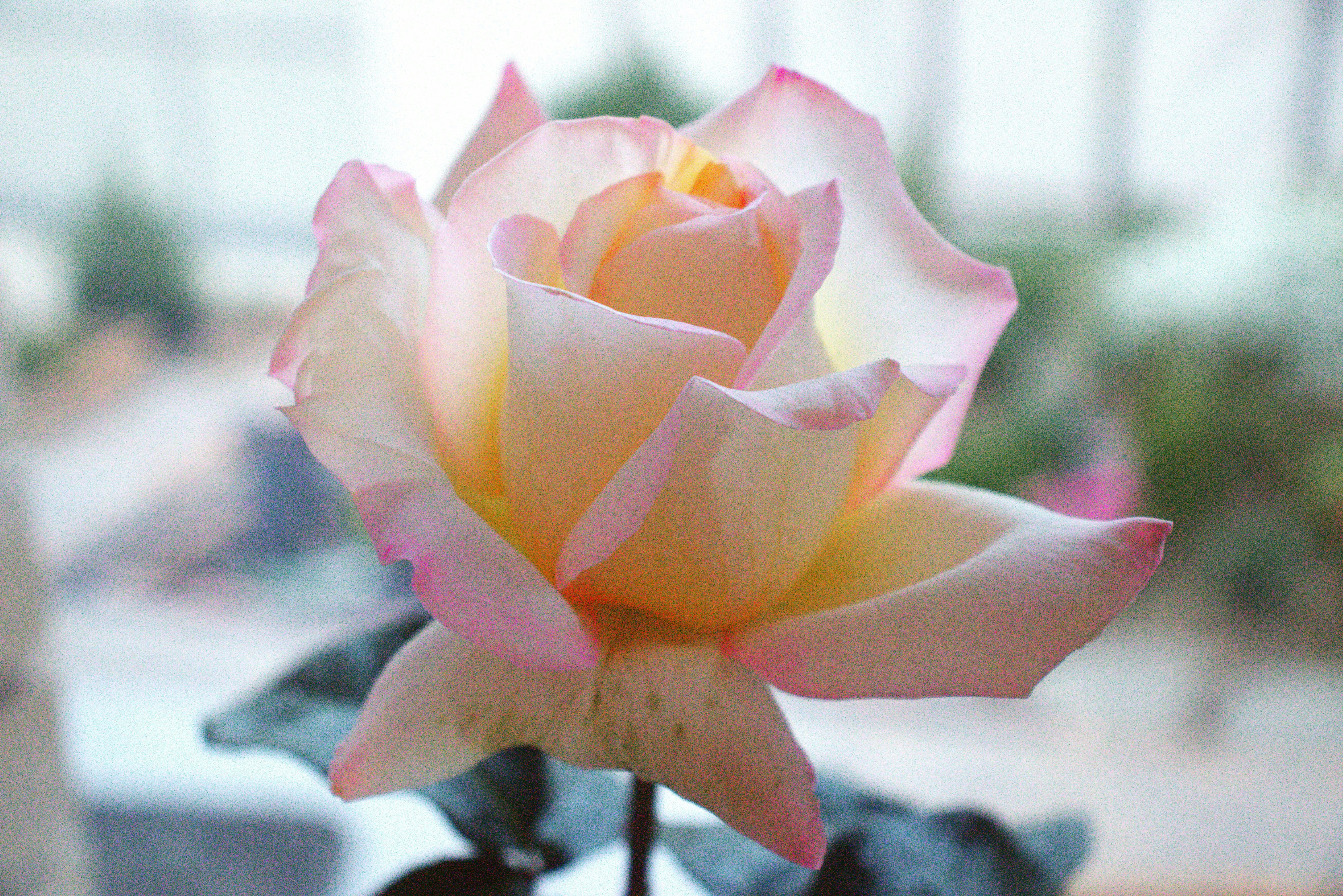 A beautiful, soft pink rose blooms